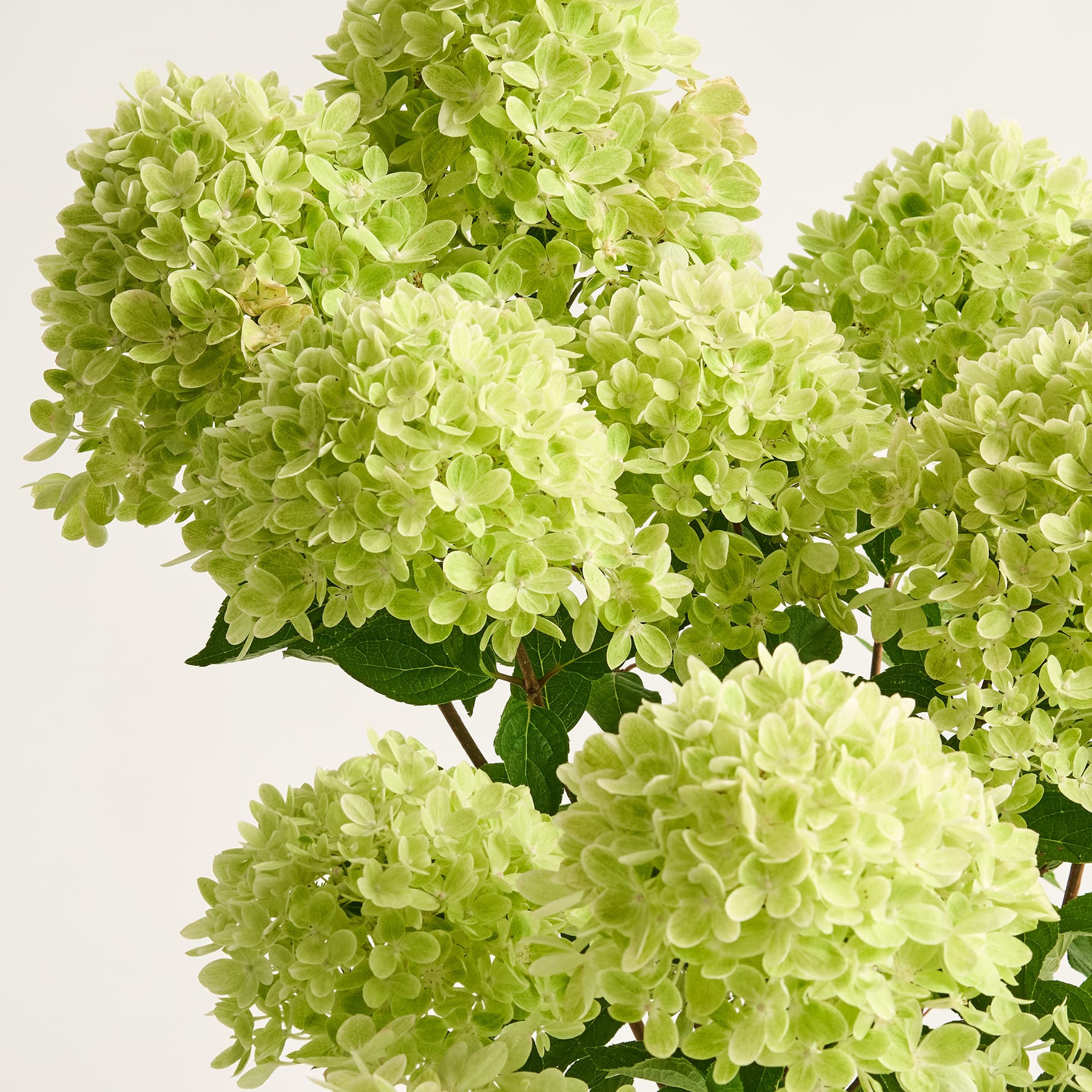 Leuchtend grüne Hortensienblüten füllen den Rahmen, ihre zarten Blütenblätter erzeugen vor einem schlichten Hintergrund ein üppiges, grünes Bild.