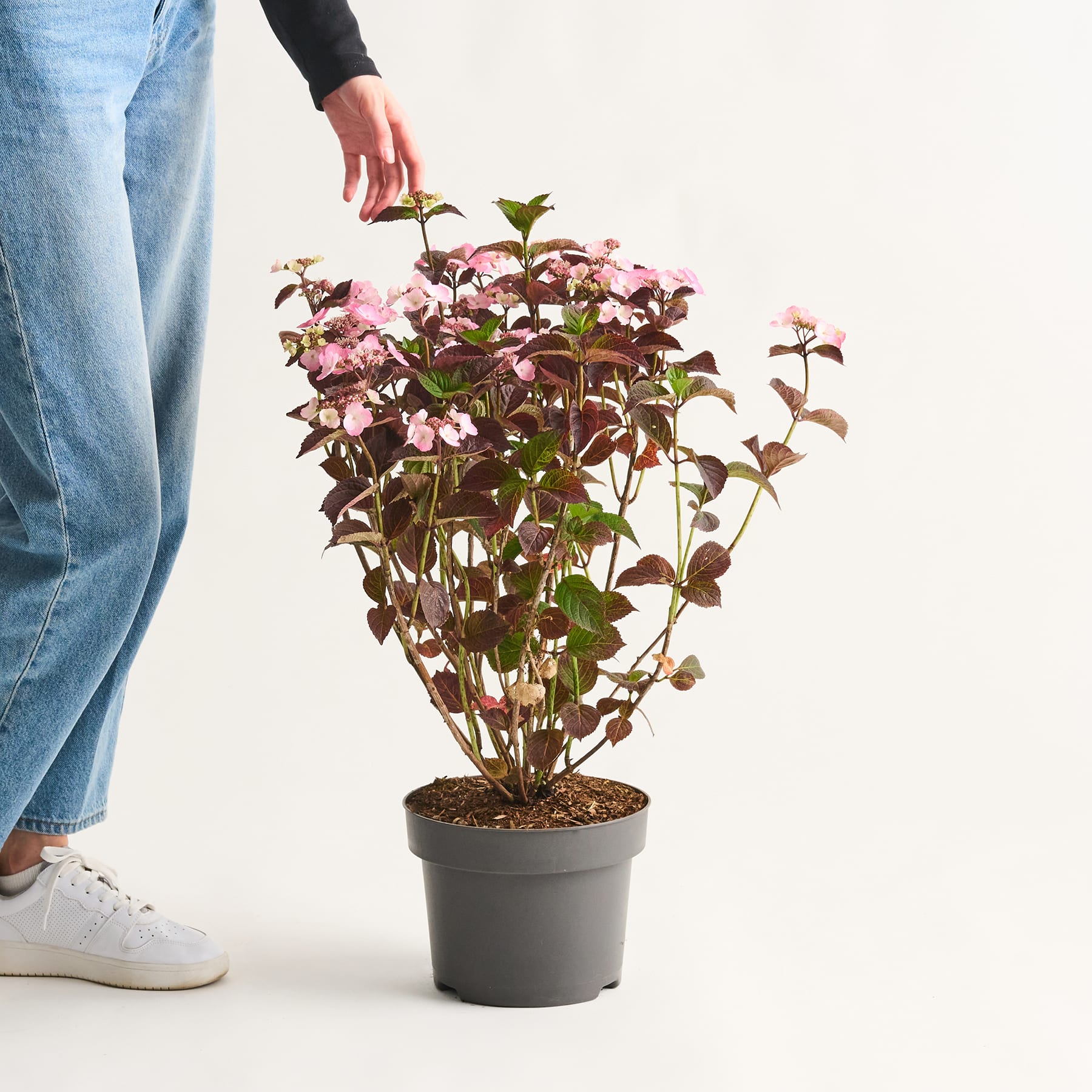Auf weißem Grund steht eine Topfpflanze mit rosa Blüten, im Vordergrund sind die Beine und Füße einer Person zu sehen.