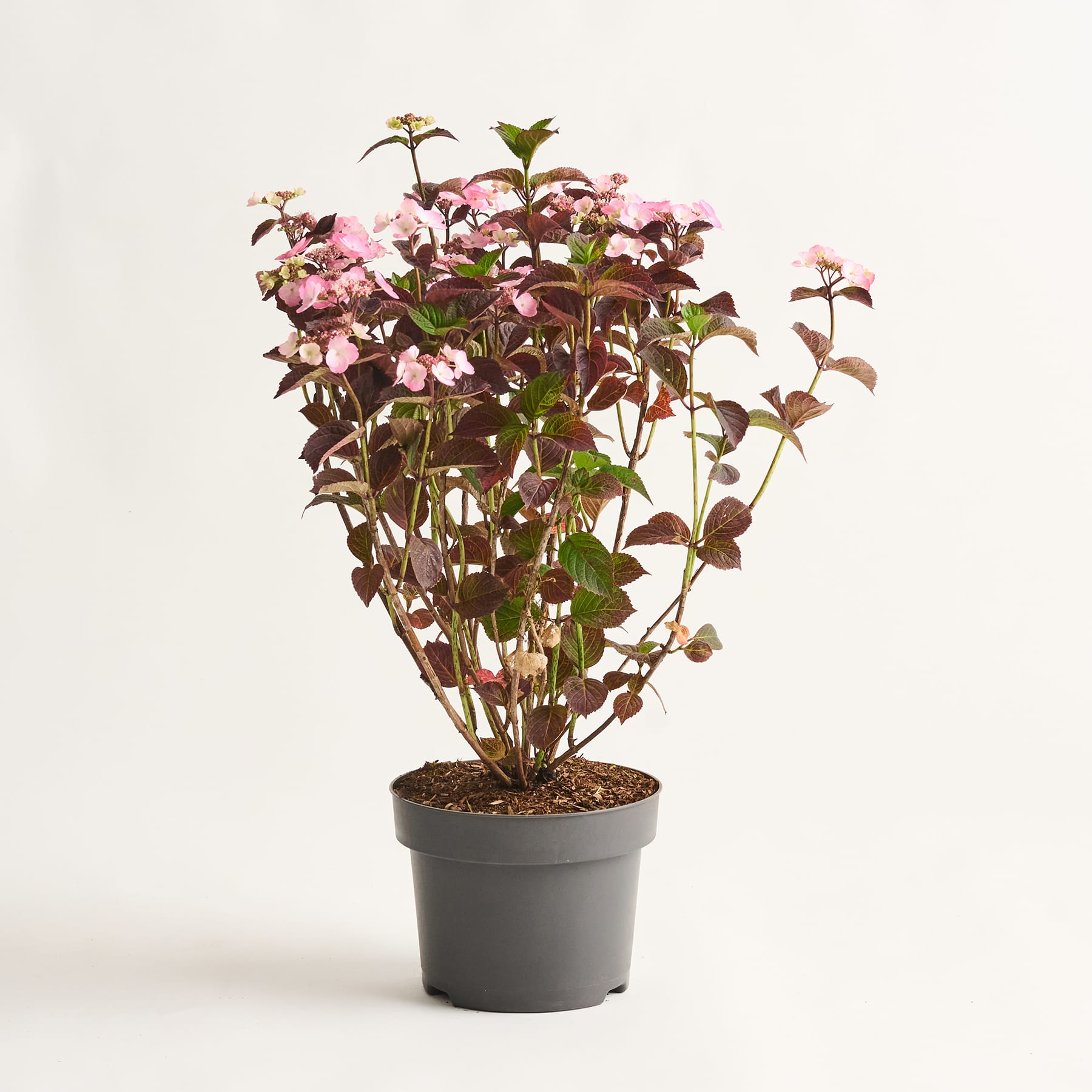 Eine üppige, lebendige Topfpflanze mit zarten rosa Blüten und grünem Laub steht vor einem schlichten weißen Hintergrund.