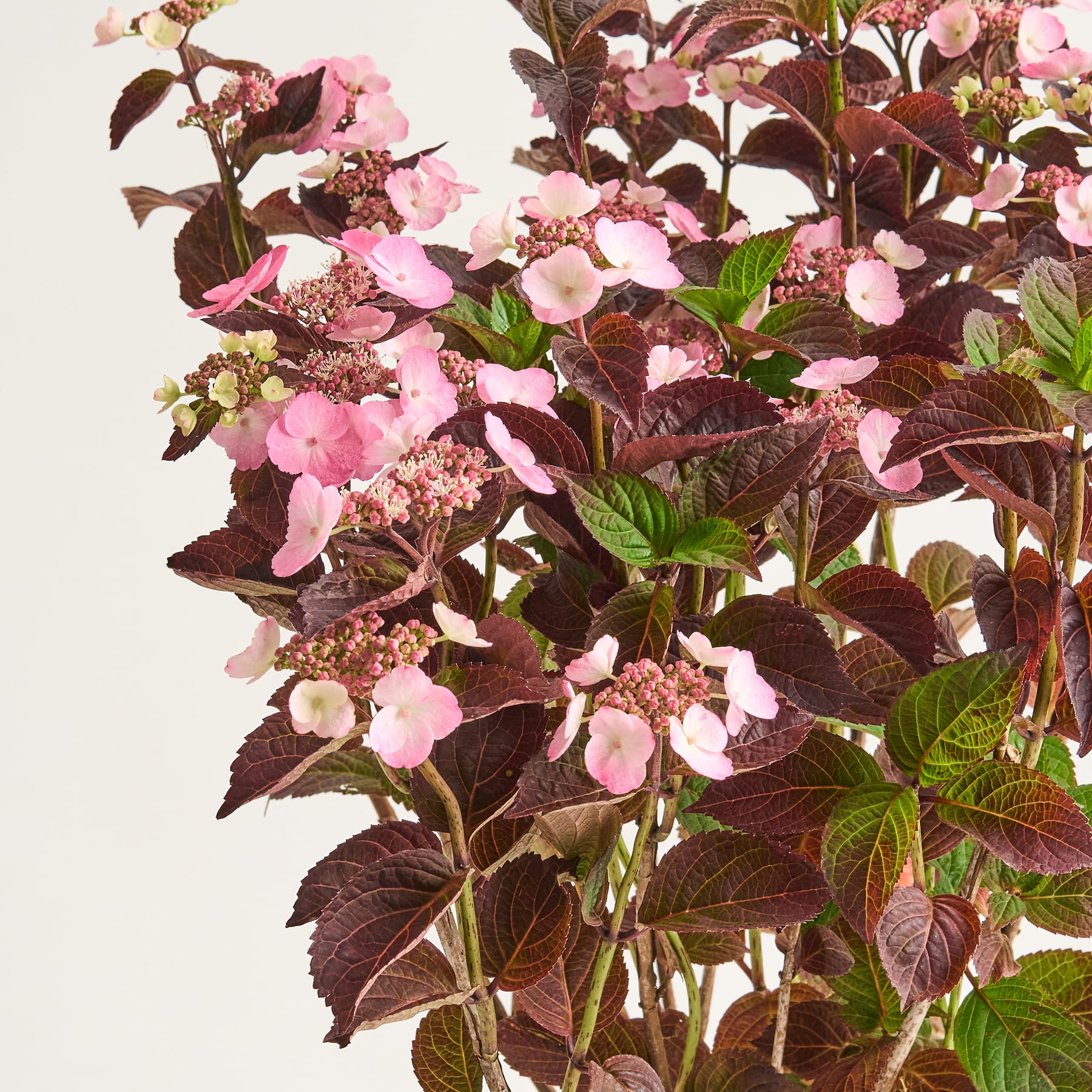 Ein lebendiger Strauß rosa und violetter Blumen mit dunkelgrünen Blättern vor einem schlichten weißen Hintergrund.