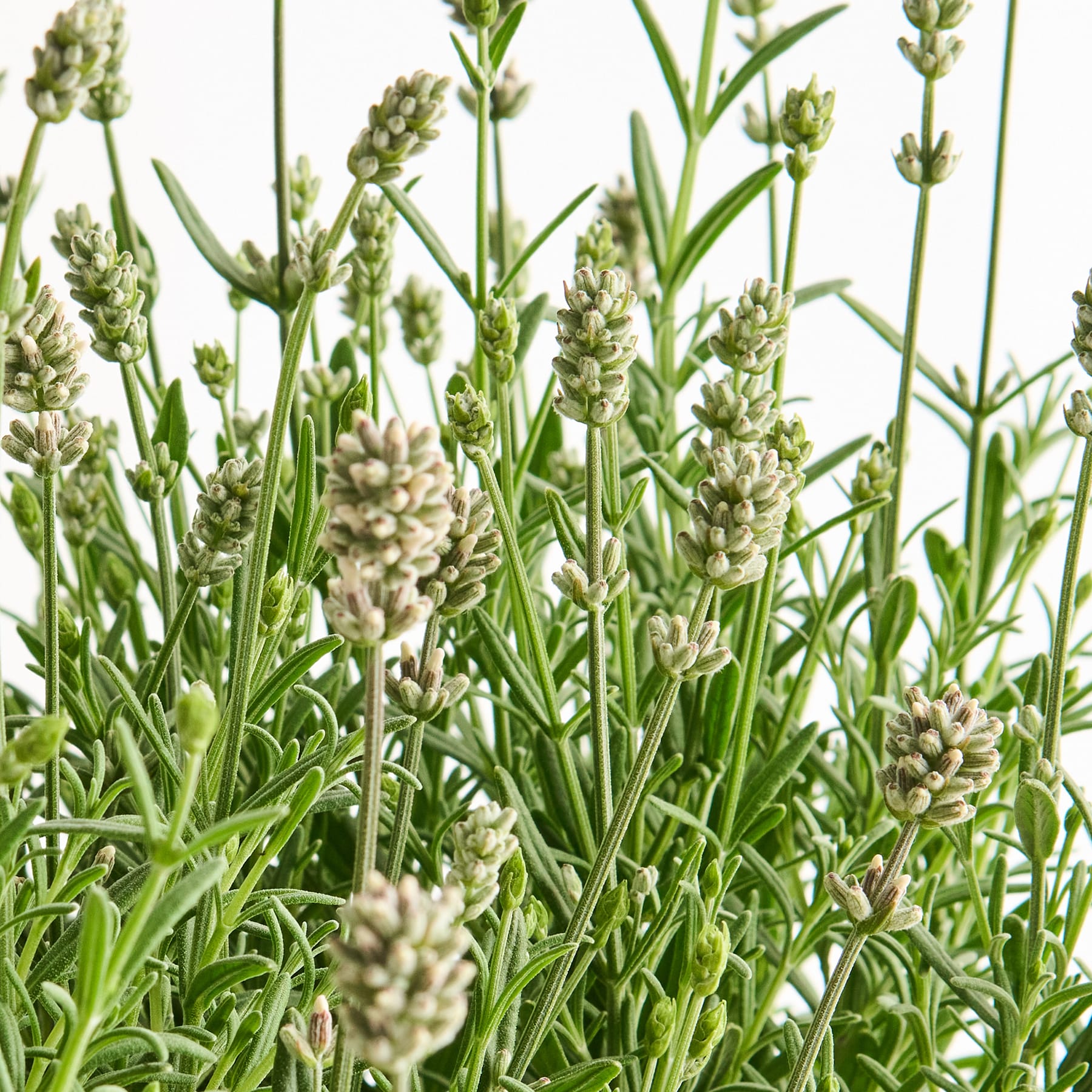 Das Bild zeigt ein üppiges, grünes Feld voller weißer und grüner Blumen, die eine ruhige und natürliche Landschaft schaffen.
