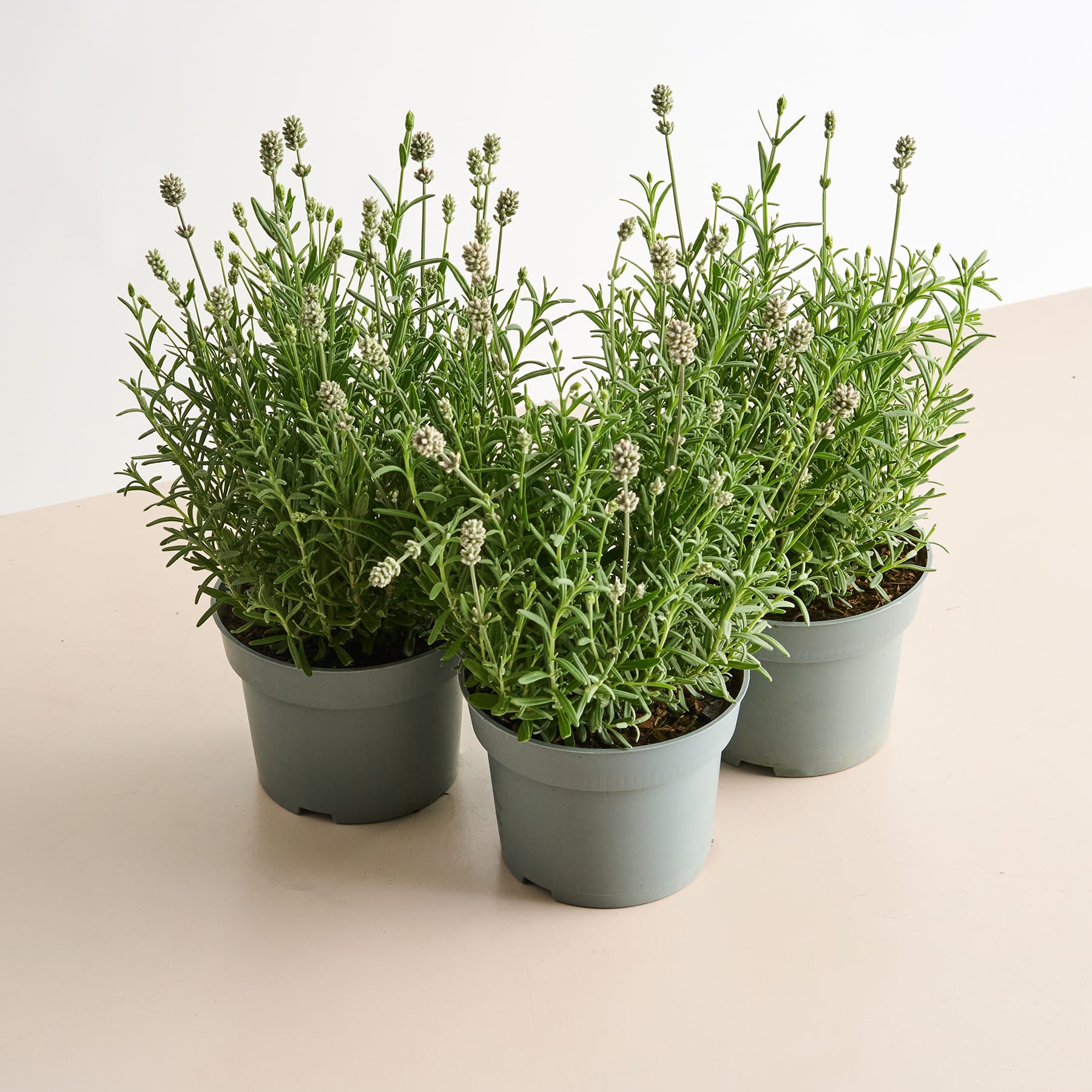 Topfpflanzen mit grünem Laub und kleinen weißen Blüten stehen auf einer hellen Oberfläche vor einem schlichten Hintergrund.