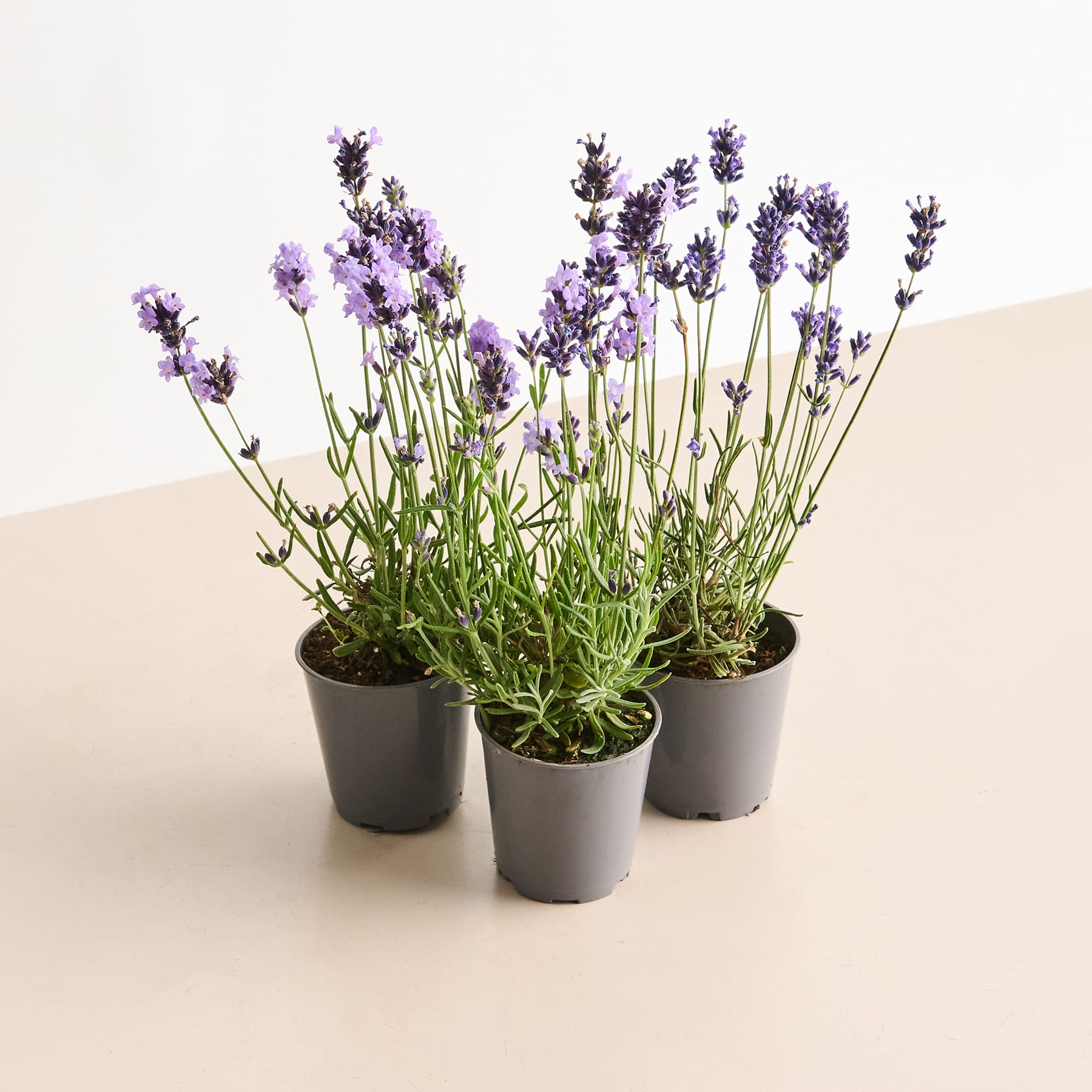Lavendelpflanzen in Töpfen mit leuchtend violetten Blüten stehen auf einer hellen Fläche vor einem schlichten Hintergrund.