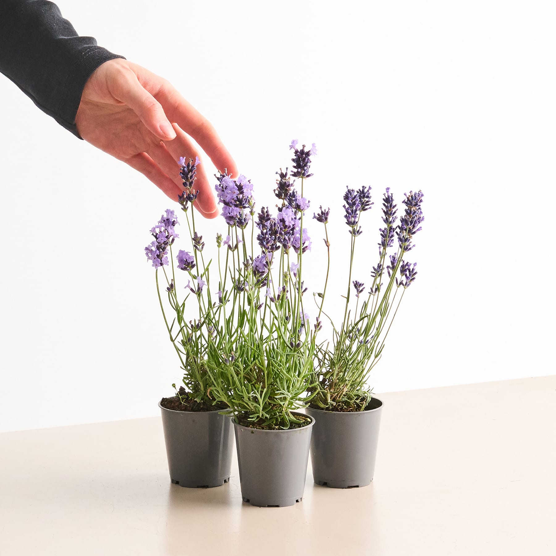 Das Bild zeigt eine Hand, die nach einer Gruppe von Lavendelpflanzen in Töpfen greift, deren leuchtend violette Blüten einen Kontrast zum schlichten weißen Hintergrund bilden.