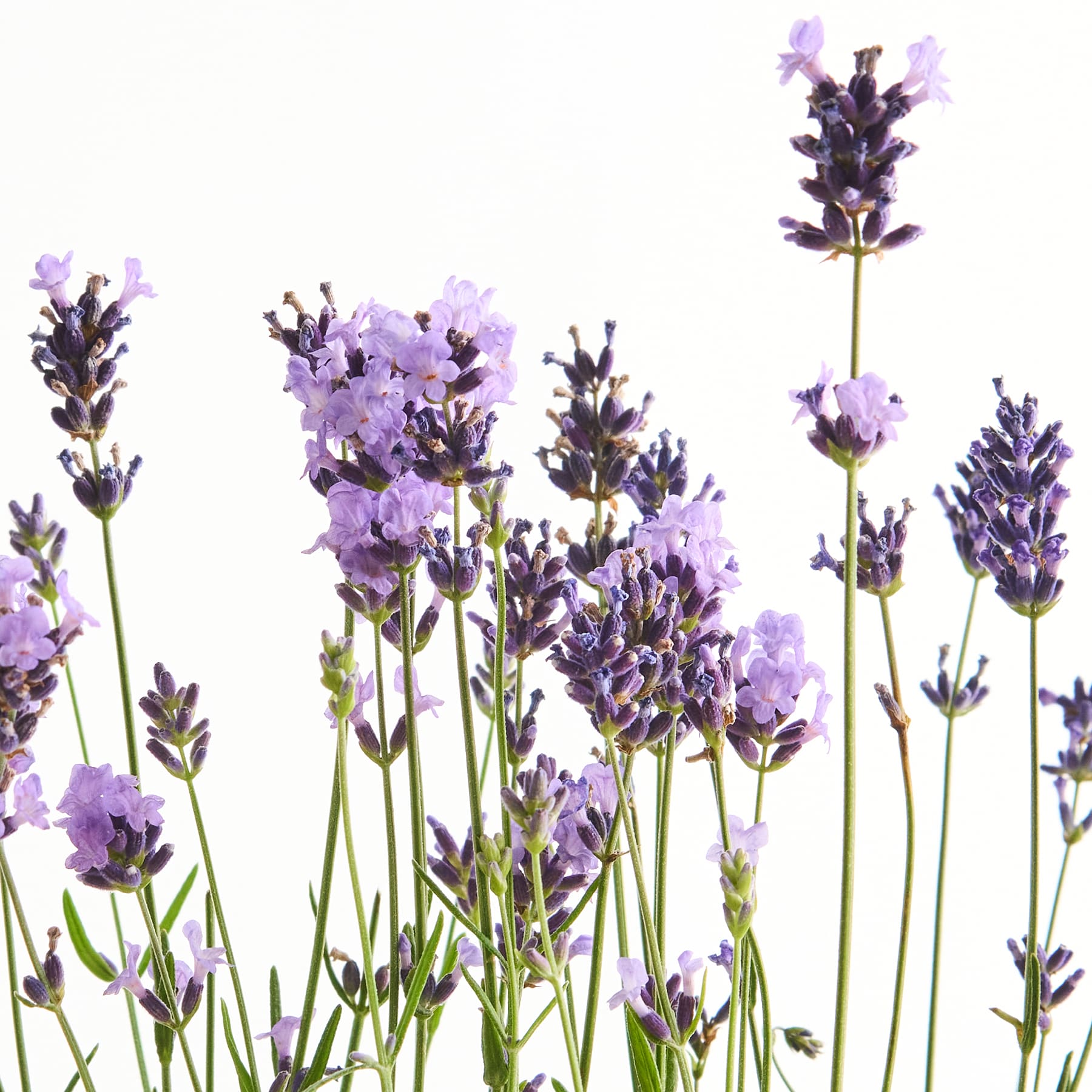 Ein Feld mit leuchtend violetten Lavendelblüten vor einem schlichten weißen Hintergrund. Ihre zarten Blütenblätter und schlanken Stiele erzeugen ein heiteres und beruhigendes Bild.