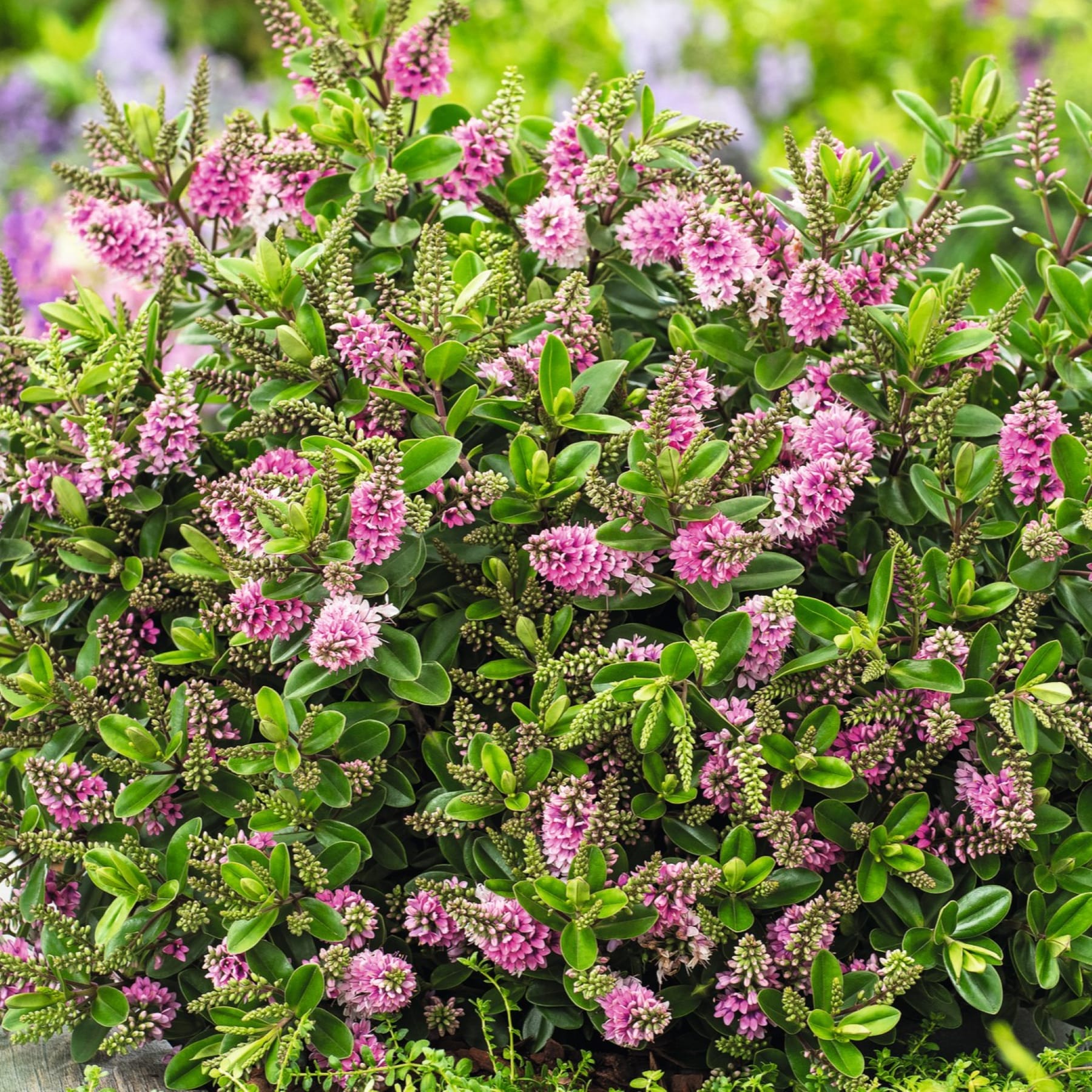 Ein üppiger, lebendiger Garten voller Büschel kleiner rosa Blumen, umgeben von grünem Laub vor einem verschwommenen, grünen Hintergrund.