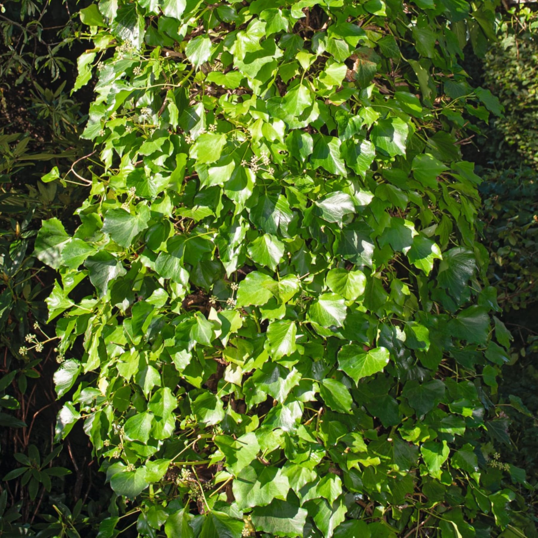 Ein dichtes, üppiges Laub aus grünen Blättern bedeckt den Rahmen und schafft eine lebendige und grüne Szene. Die Blätter scheinen von einem Baum oder Strauch zu stammen, wobei im gesamten Bild eine Mischung verschiedener Grüntöne sichtbar ist.