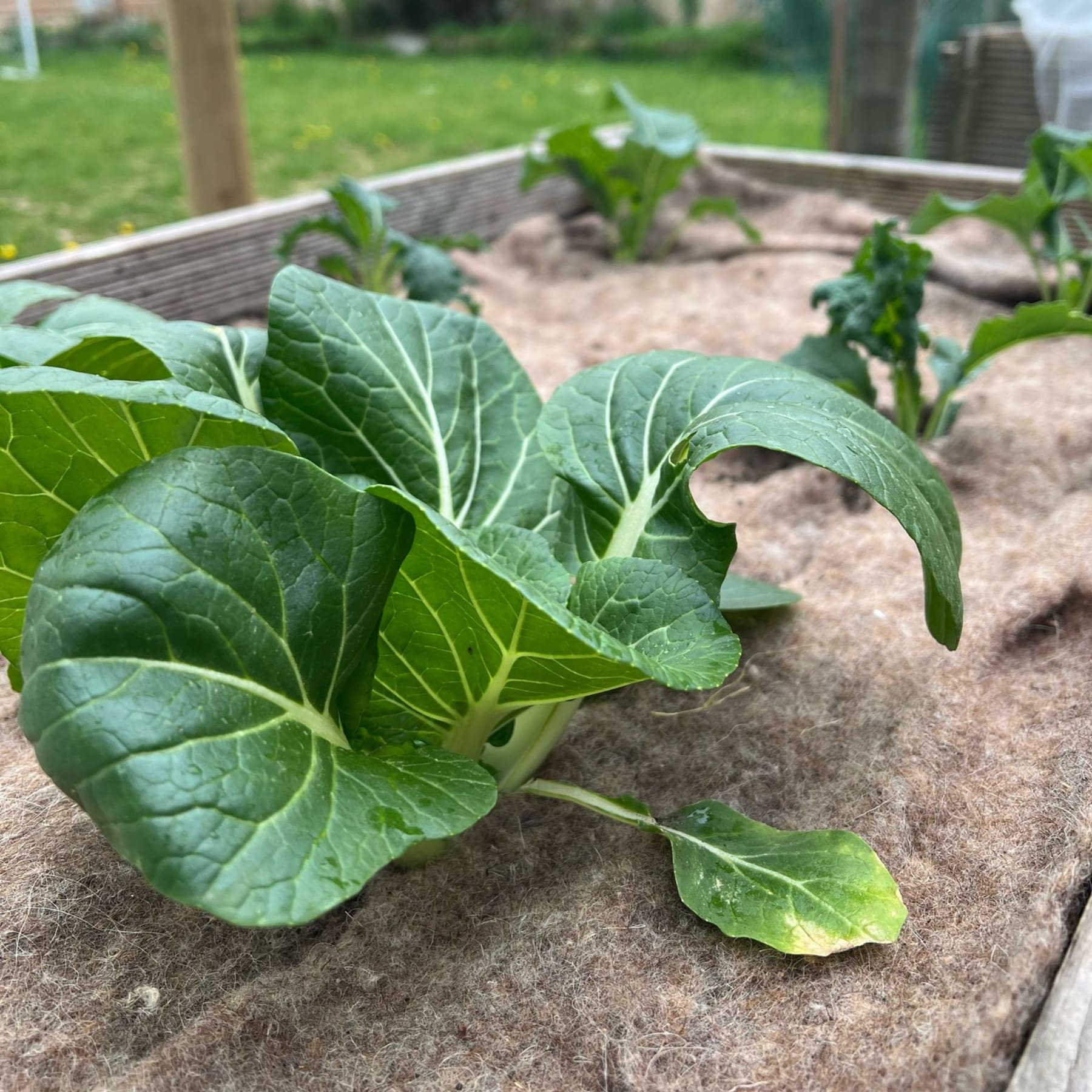 Das Bild zeigt eine Nahaufnahme mehrerer großer, grüner Blattgemüse, vermutlich Salat oder Grünkohl, die in einem Hochbeet mit Holzrahmen wachsen. Im Hintergrund sind eine Rasenfläche und einige Bäume oder andere Pflanzen zu sehen.