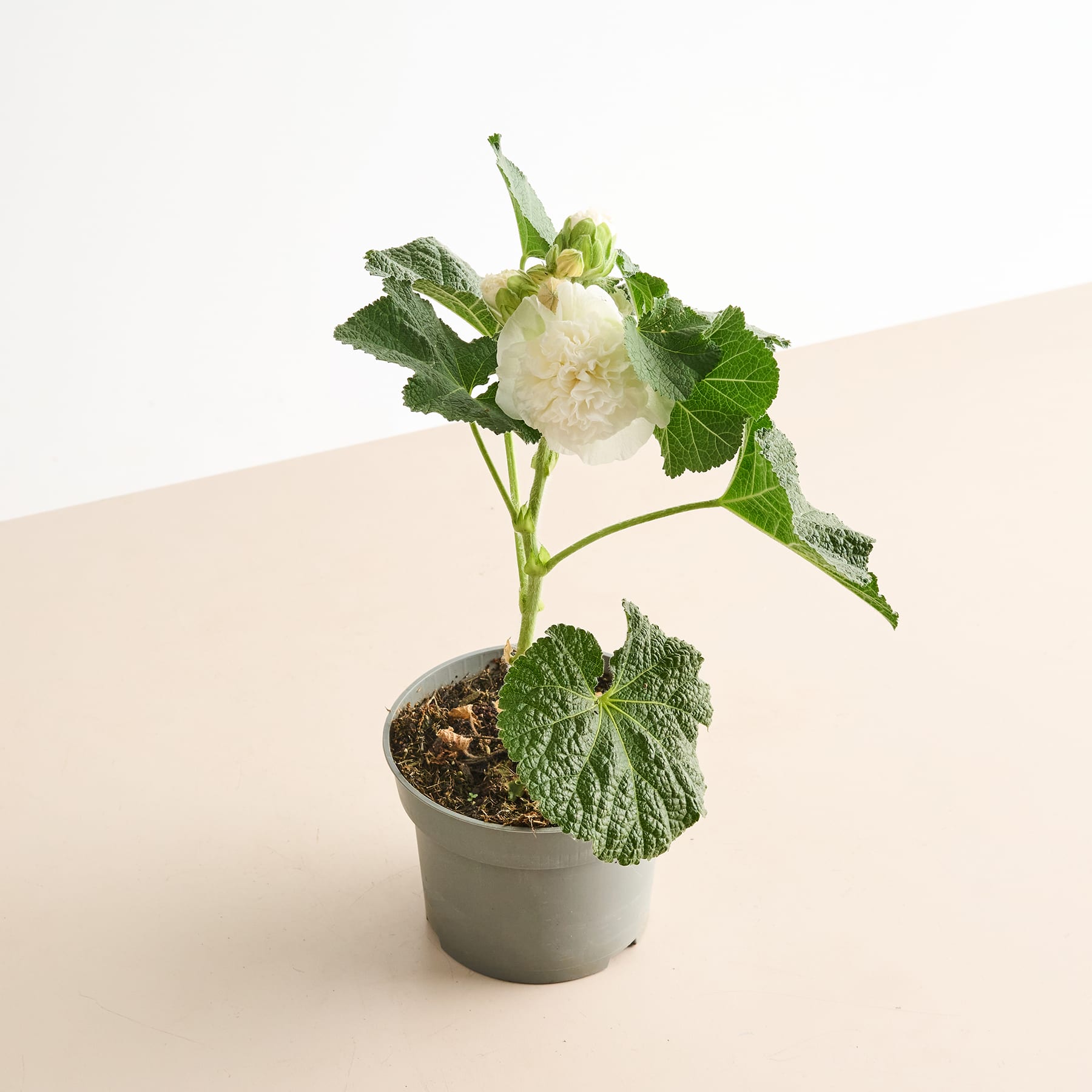 Auf einem hellen Untergrund steht eine Topfpflanze mit großen, grünen, gelappten Blättern.