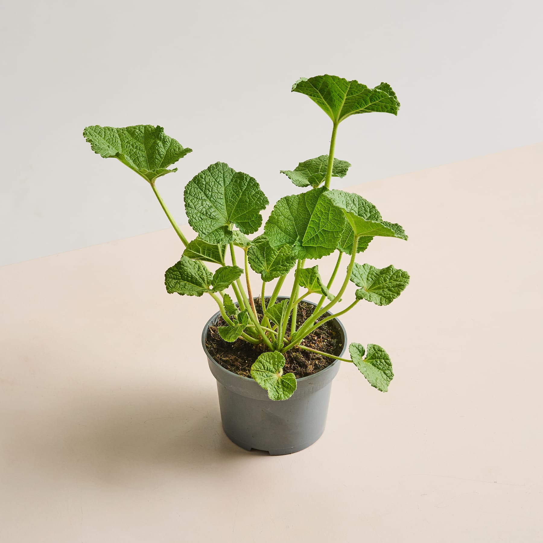 Auf einem hellen Untergrund steht eine Topfpflanze mit großen, grünen, gelappten Blättern.