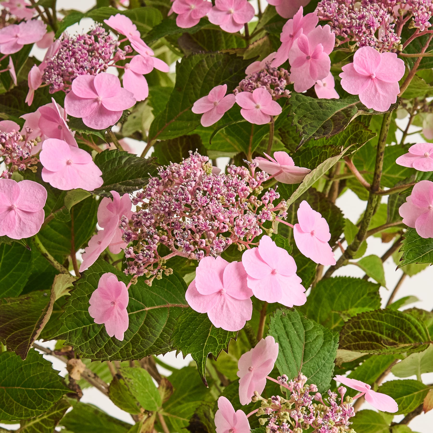 Eine Topfpflanze mit leuchtend rosa Blüten steht auf einer weißen Fläche vor einem hellblauen Hintergrund.