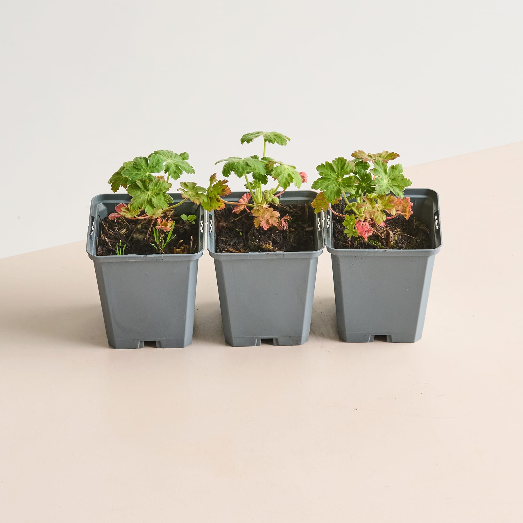 Drei kleine Topfpflanzen mit grünen Blättern und roten Beeren stehen auf einer hellen Fläche vor einem schlichten Hintergrund.