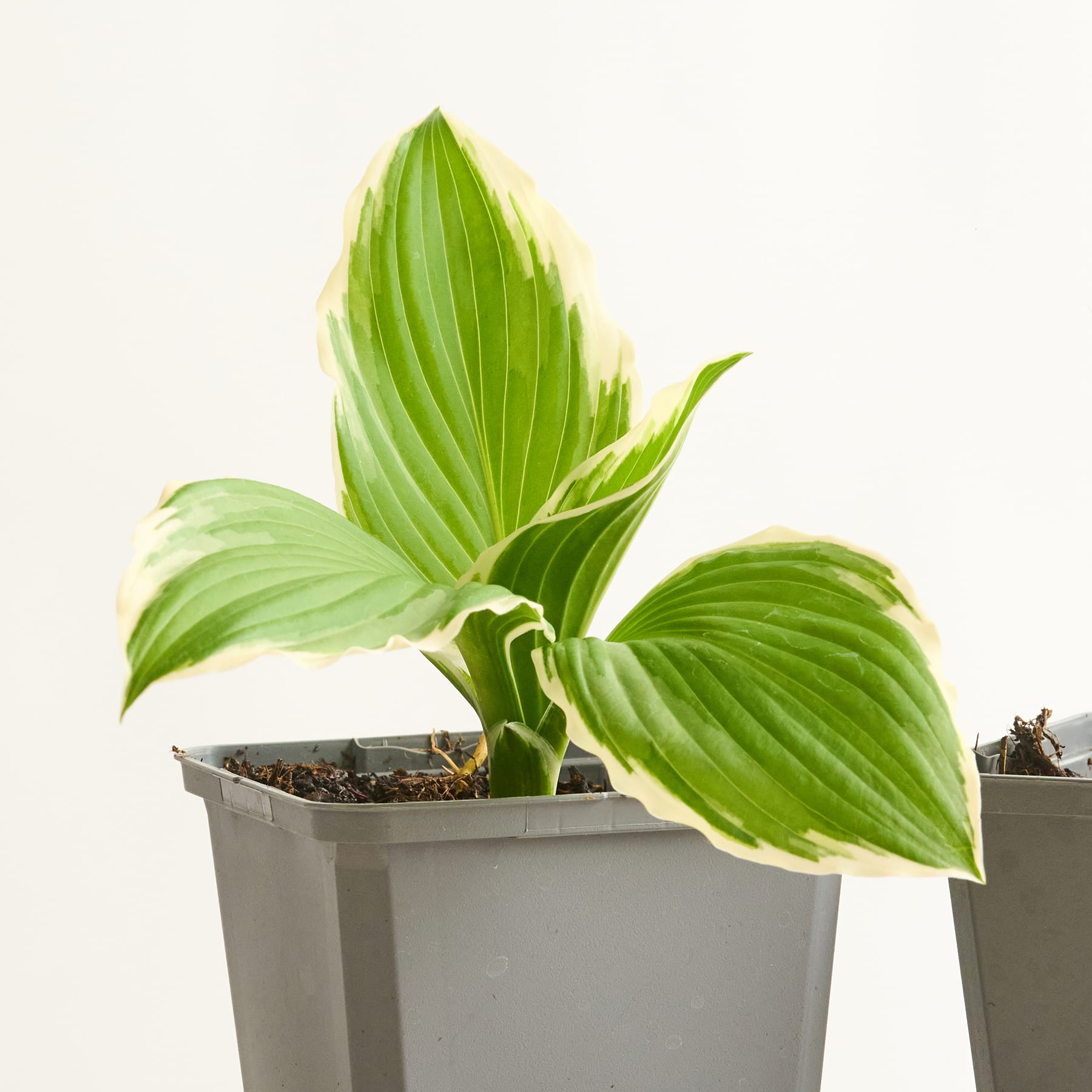 Das Bild zeigt eine Topfpflanze mit großen, leuchtend grünen Blättern vor einem schlichten weißen Hintergrund.