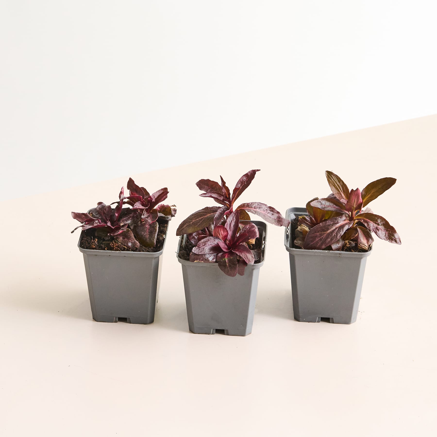 Drei kleine Topfpflanzen mit dunkelvioletten Blättern und Blüten stehen auf einer hellen Oberfläche vor einem schlichten weißen Hintergrund.
