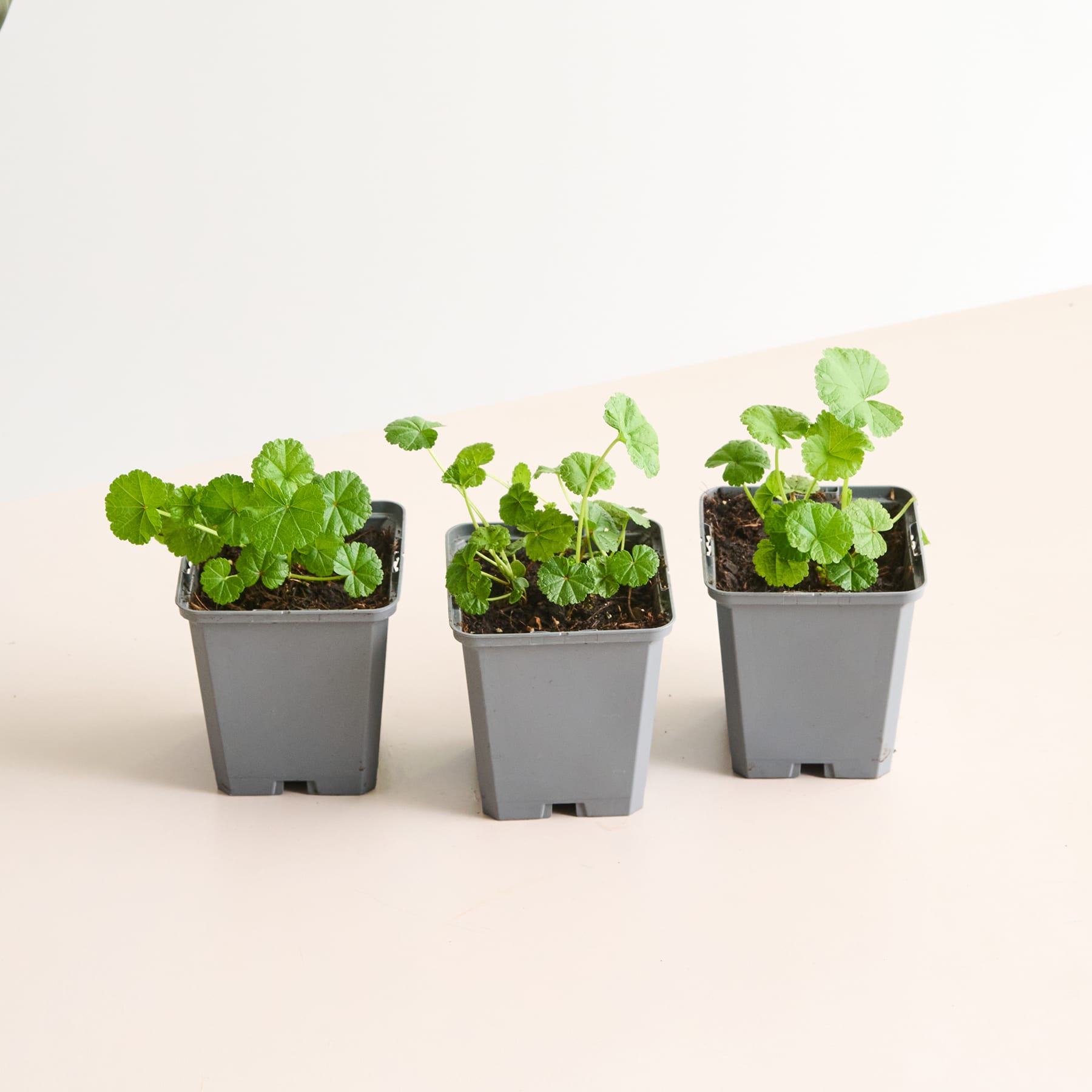 Drei kleine Topfpflanzen mit grünen Blättern stehen auf einer hellen Fläche vor einem schlichten weißen Hintergrund.