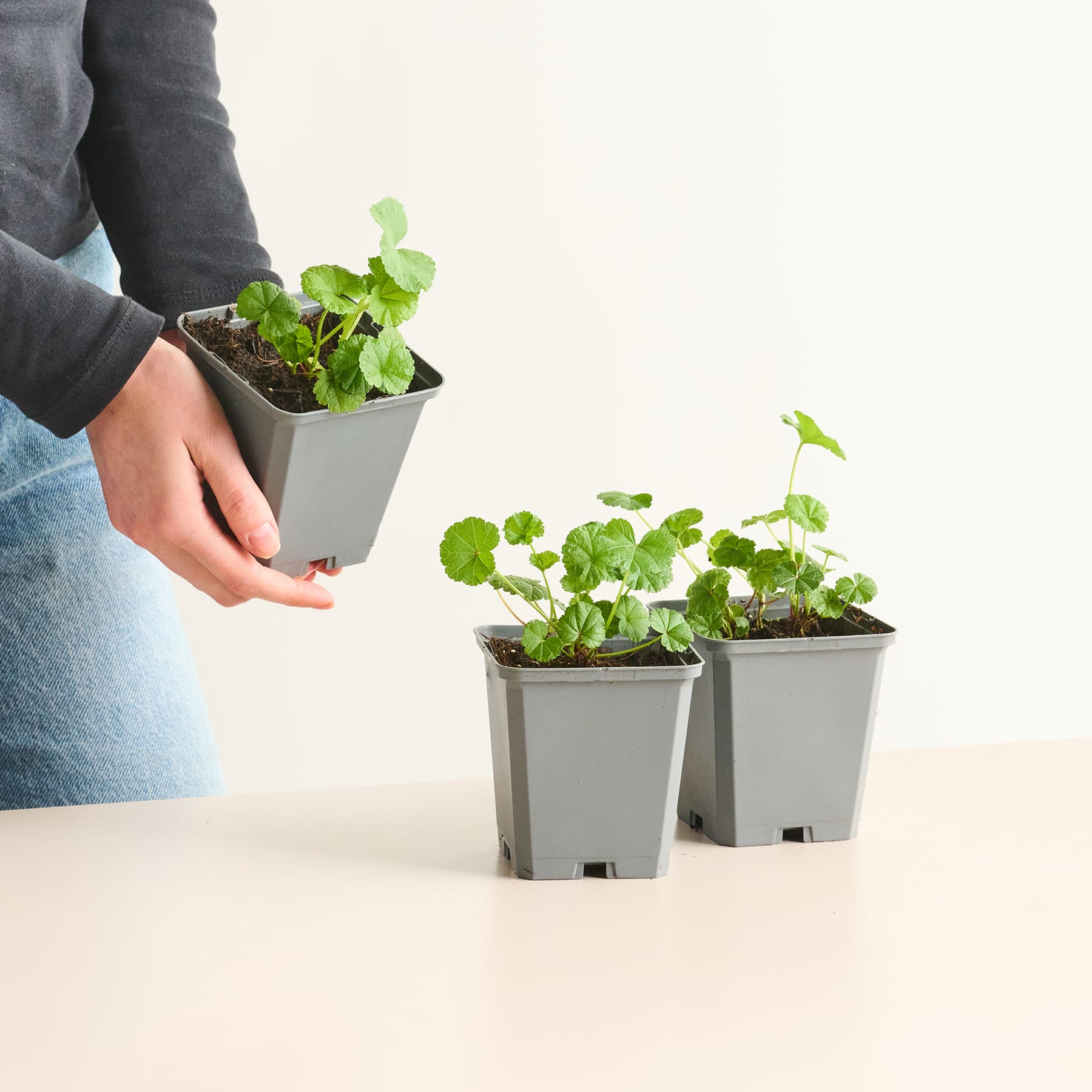 Das Bild zeigt die Hände einer Person, die eine kleine Topfpflanze hält, wobei im Hintergrund auf einer weißen Fläche zwei weitere Topfpflanzen zu sehen sind.