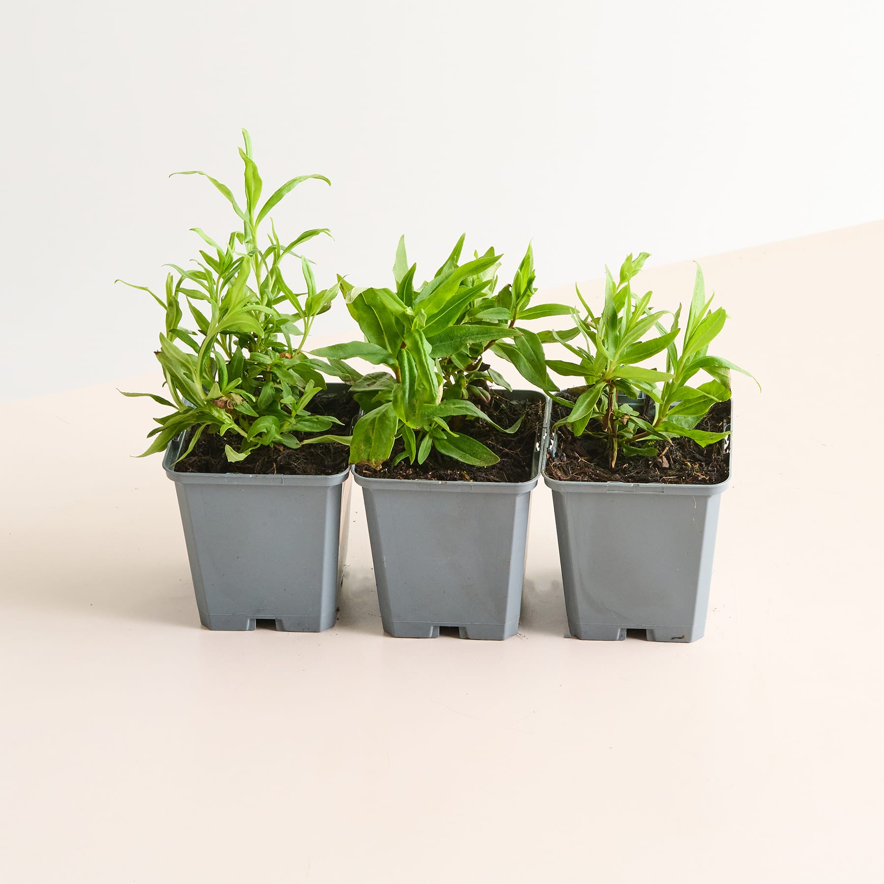 Drei kleine Topfpflanzen mit üppigen grünen Blättern stehen auf einer hellen Oberfläche.