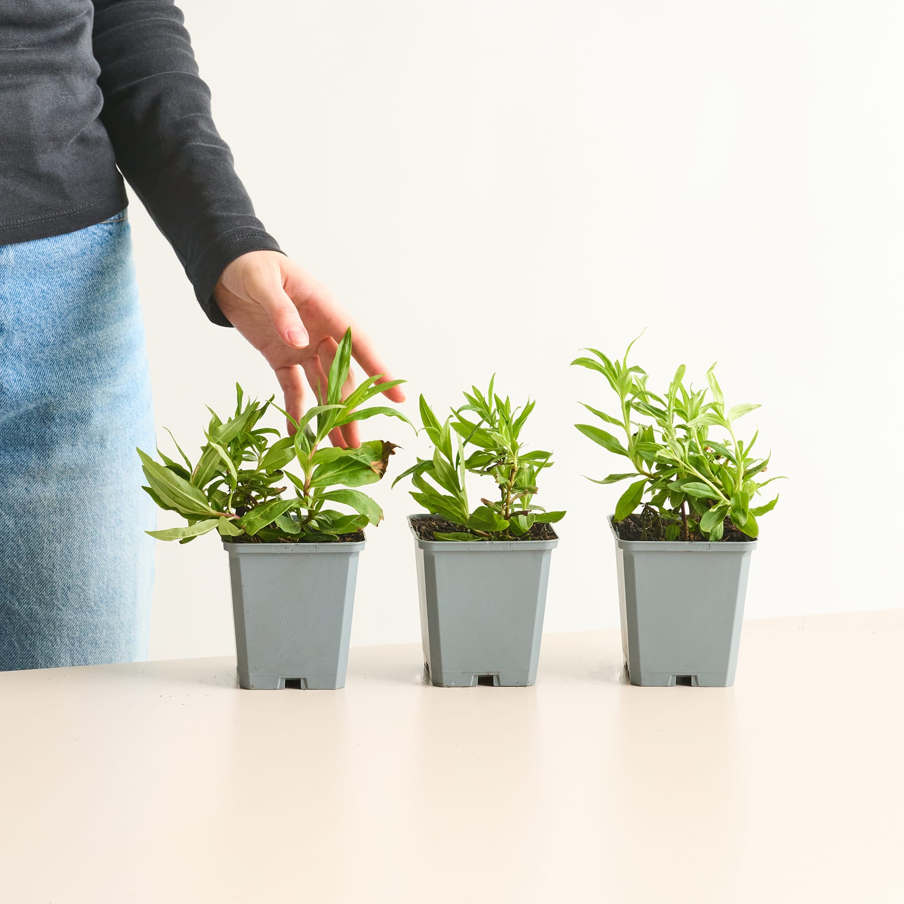Das Bild zeigt drei kleine Topfpflanzen mit grünen Blättern, die auf einem Tisch vor einem schlichten weißen Hintergrund angeordnet sind, wobei die Hand einer Person nach den Pflanzen greift.