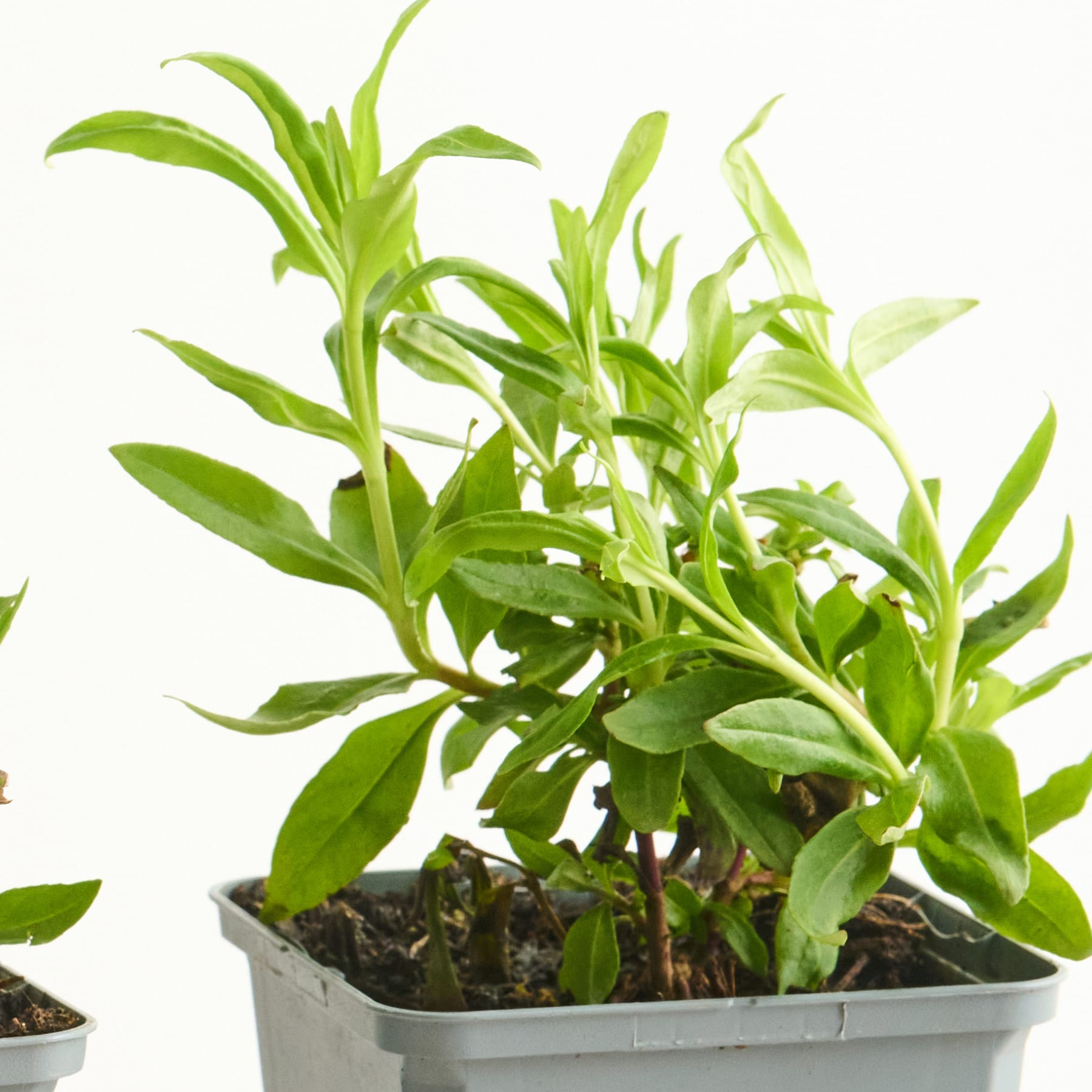 Das Bild zeigt eine Topfpflanze mit üppigen, grünen Blättern, die in einem Behälter wächst.