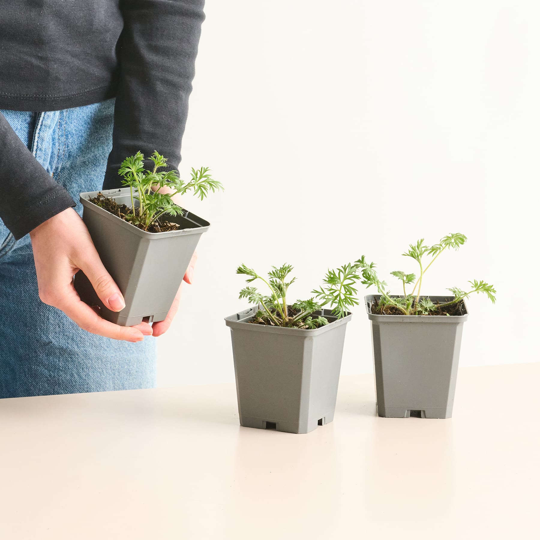 Das Bild zeigt die Hände einer Person, die kleine Topfpflanzen auf einer weißen Oberfläche hält.