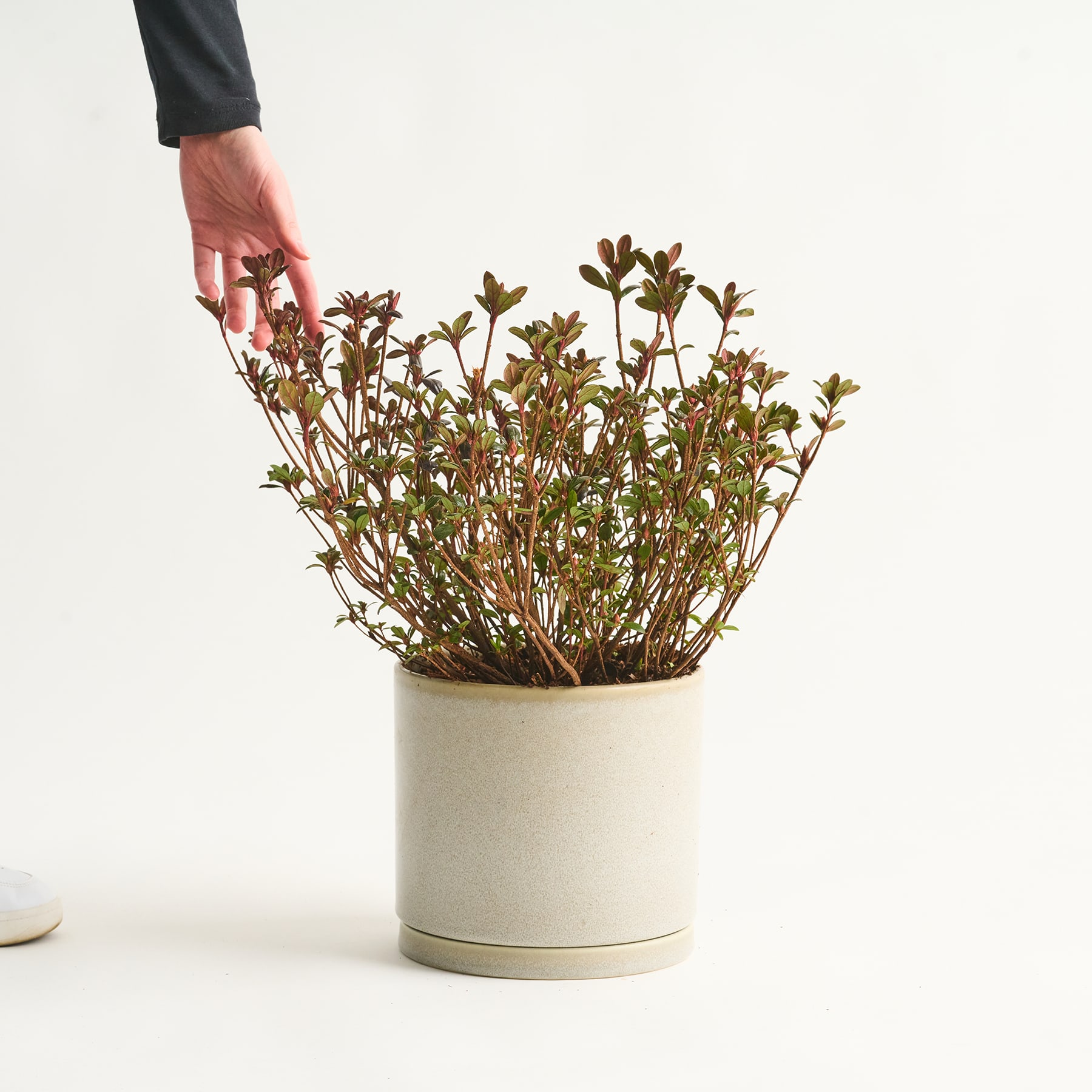 Eine Hand streckt sich nach einer Topfpflanze mit kleinen, zarten rosa und grünen Blättern vor einem schlichten weißen Hintergrund.