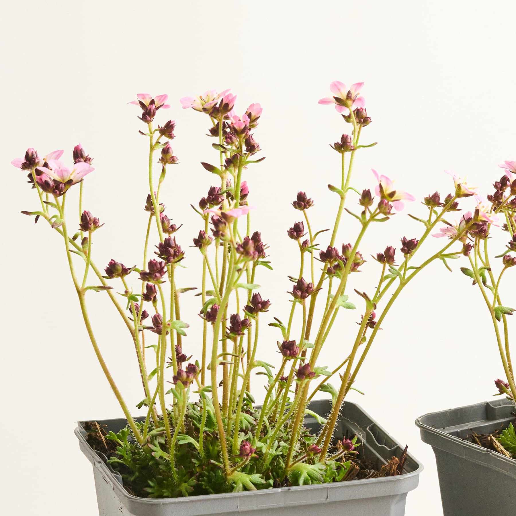 Das Bild zeigt eine Ansammlung kleiner, zarter rosa und violetter Blüten, die in einer Topfpflanze vor einem schlichten weißen Hintergrund wachsen.