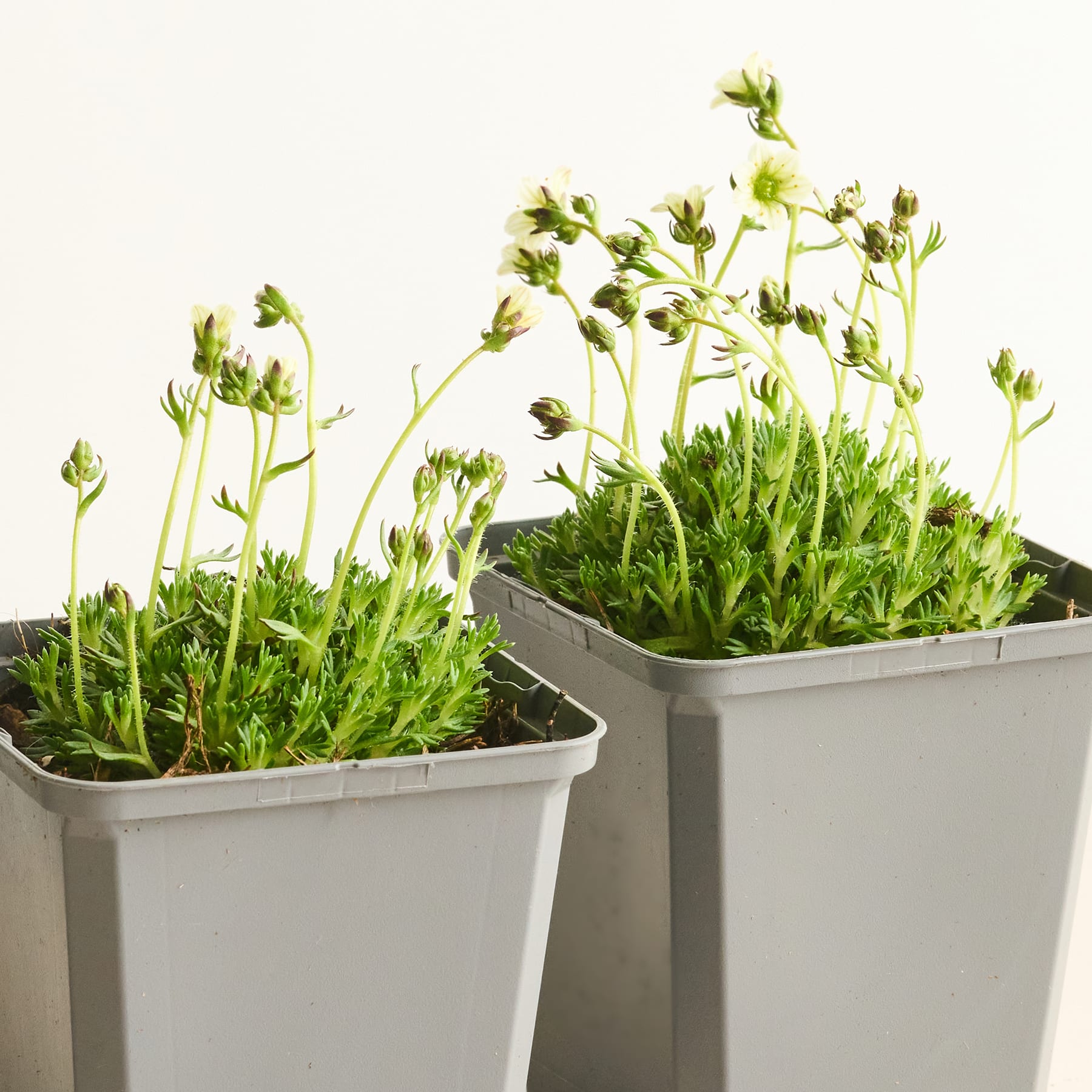 Das Bild zeigt zwei rechteckige Pflanzgefäße mit üppigen, grünen Pflanzen, aus deren Blättern kleine Knospen oder Blüten sprießen. Die Pflanzen scheinen Kräuter oder Blattgrün zu sein, und die Gefäße stehen vor einem schlichten, hellen Hintergrund.
