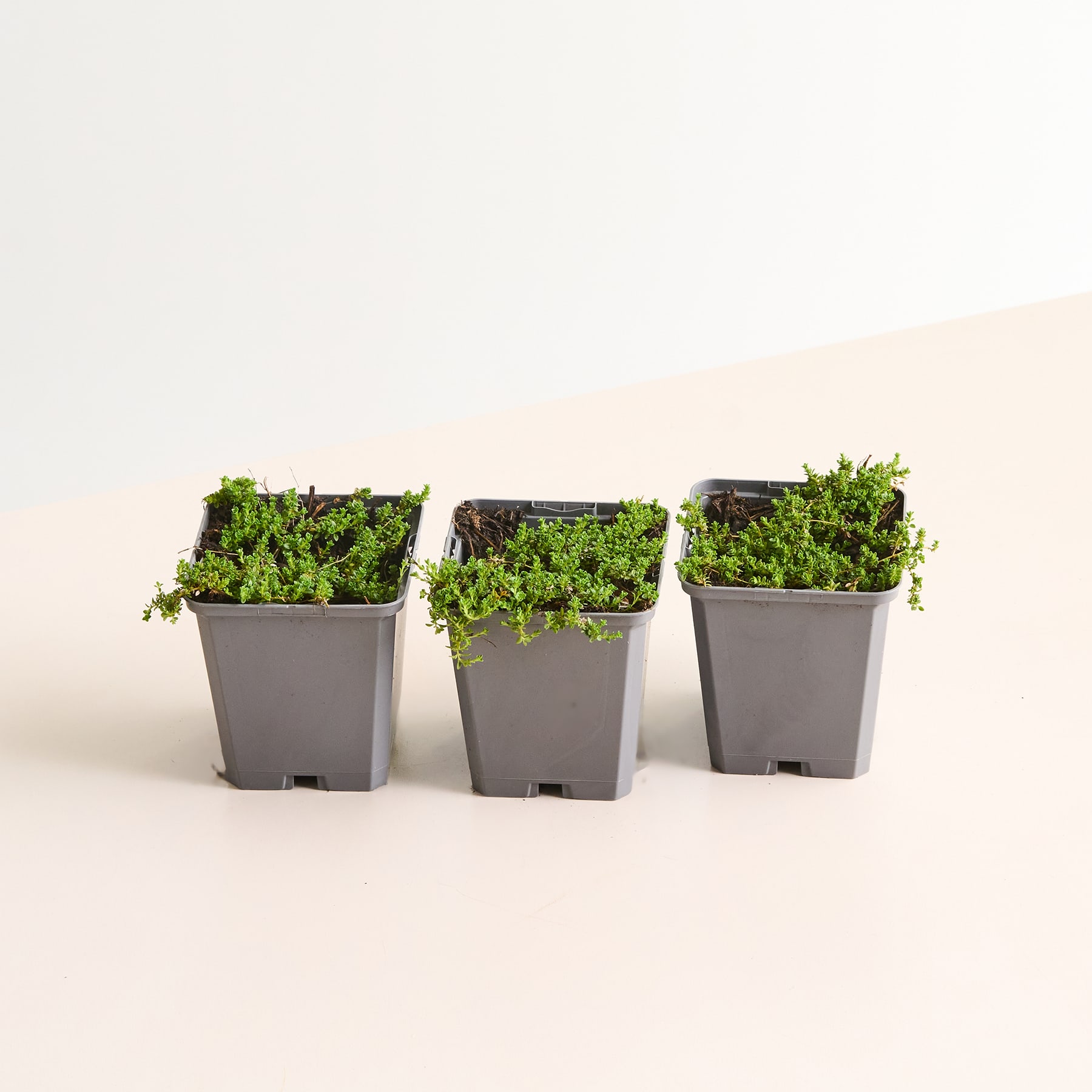 Drei Plastikbehälter gefüllt mit üppigen, grünen Pflanzen vor einem schlichten, hellen Hintergrund.