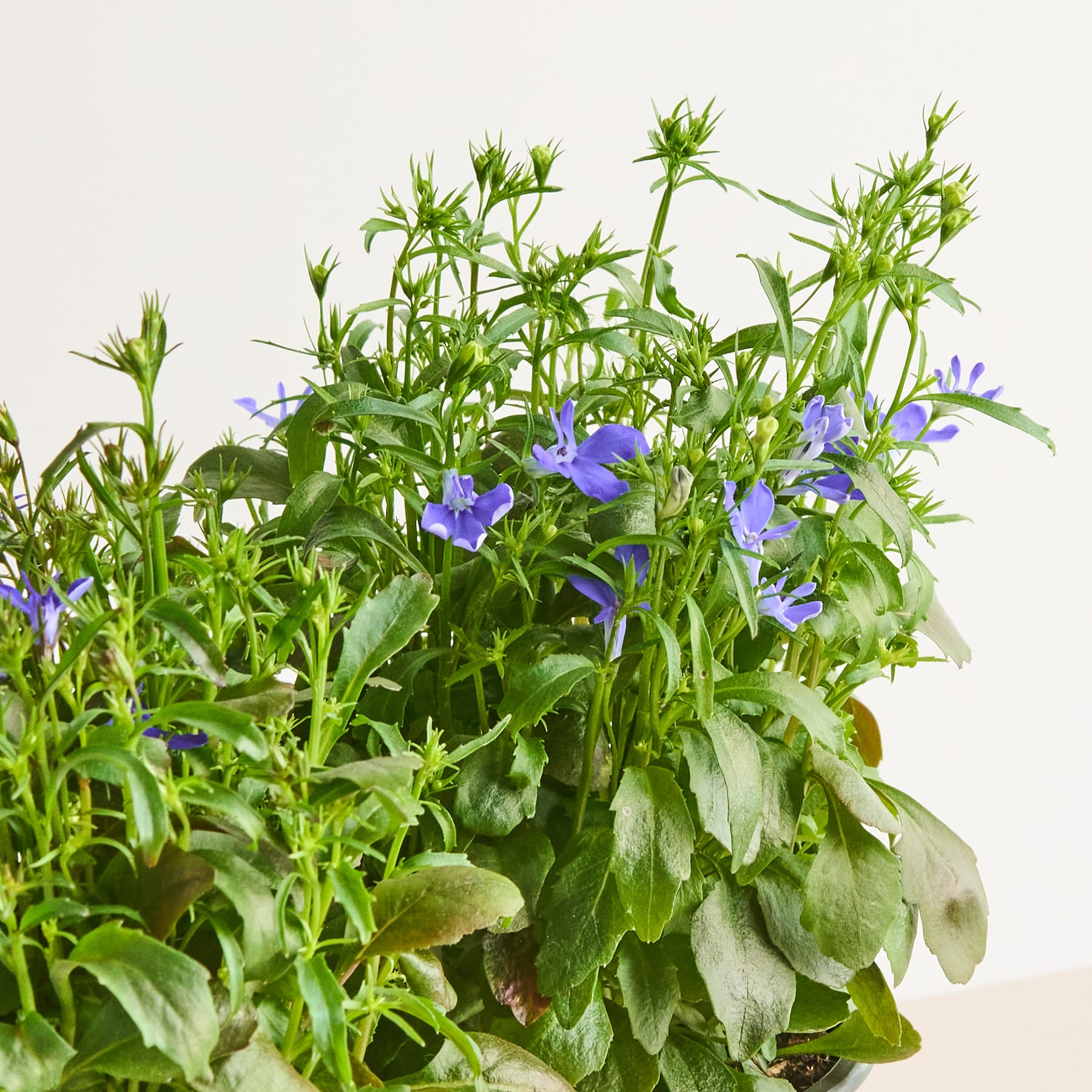 Ein üppiges, lebendiges Arrangement aus grünem Laub und zarten violetten Blüten vor einem schlichten, hellen Hintergrund.