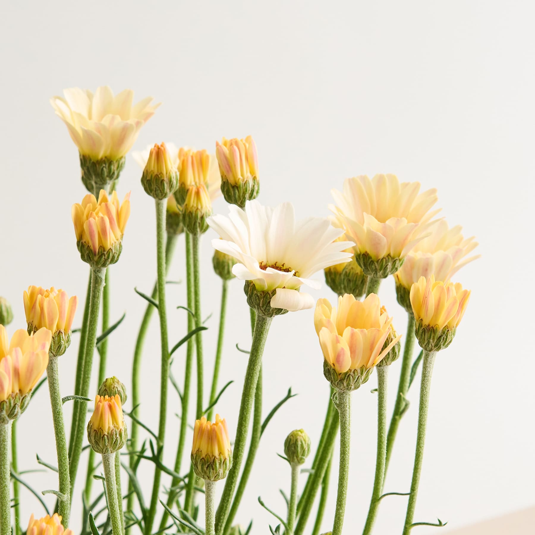Ein lebendiges Arrangement aus gelben und weißen gänseblümchenartigen Blüten mit grünen Stielen und Knospen vor einem schlichten weißen Hintergrund.