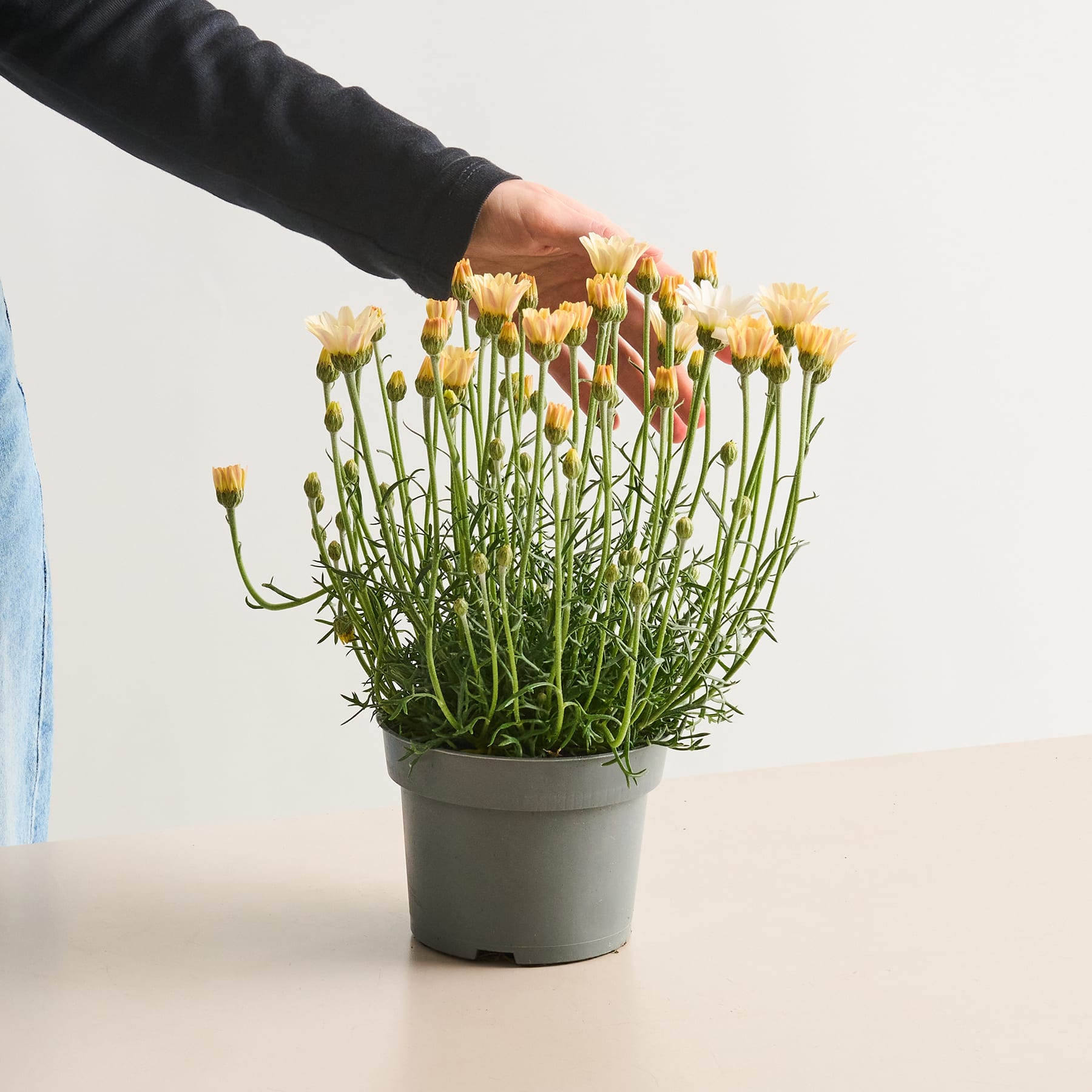 Eine Hand streckt sich aus, um eine Topfpflanze voller gelber Blüten vor einem schlichten weißen Hintergrund zu berühren.