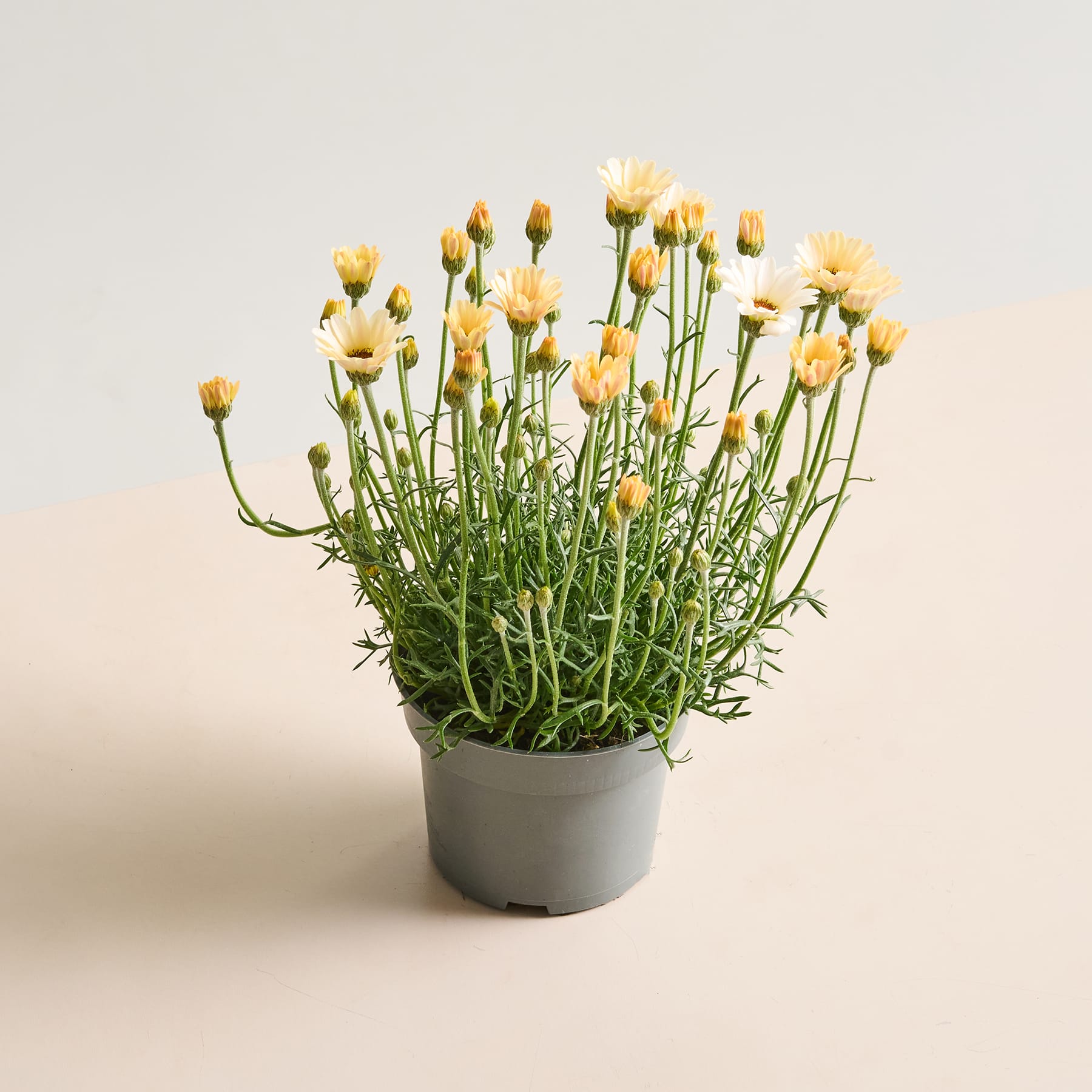 Eine Topfpflanze mit leuchtend gelben Blüten und grünem Laub steht vor einem schlichten, hellen Hintergrund.
