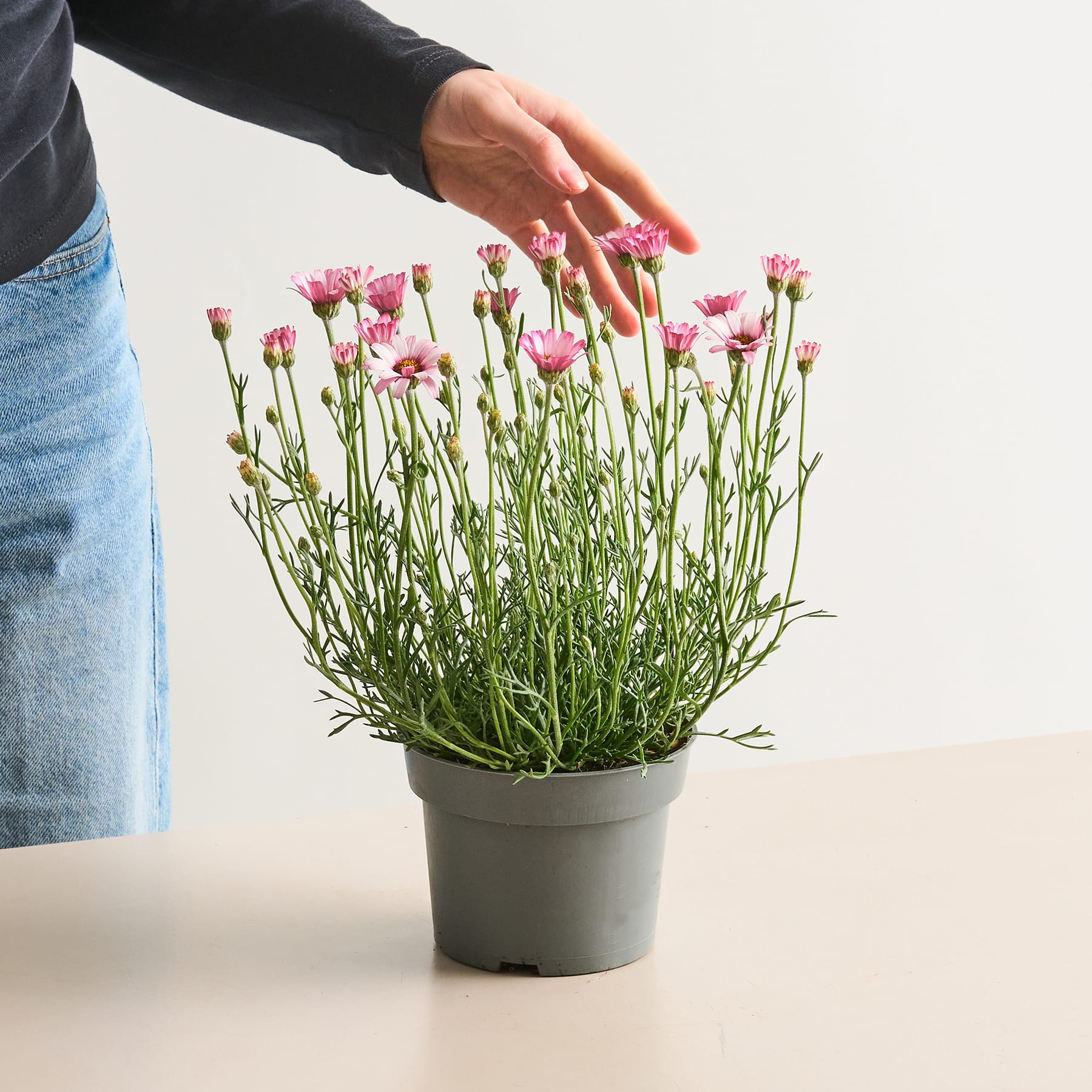 Eine Hand berührt sanft die rosa Nelkenblüten einer Topfpflanze vor einem schlichten weißen Hintergrund.