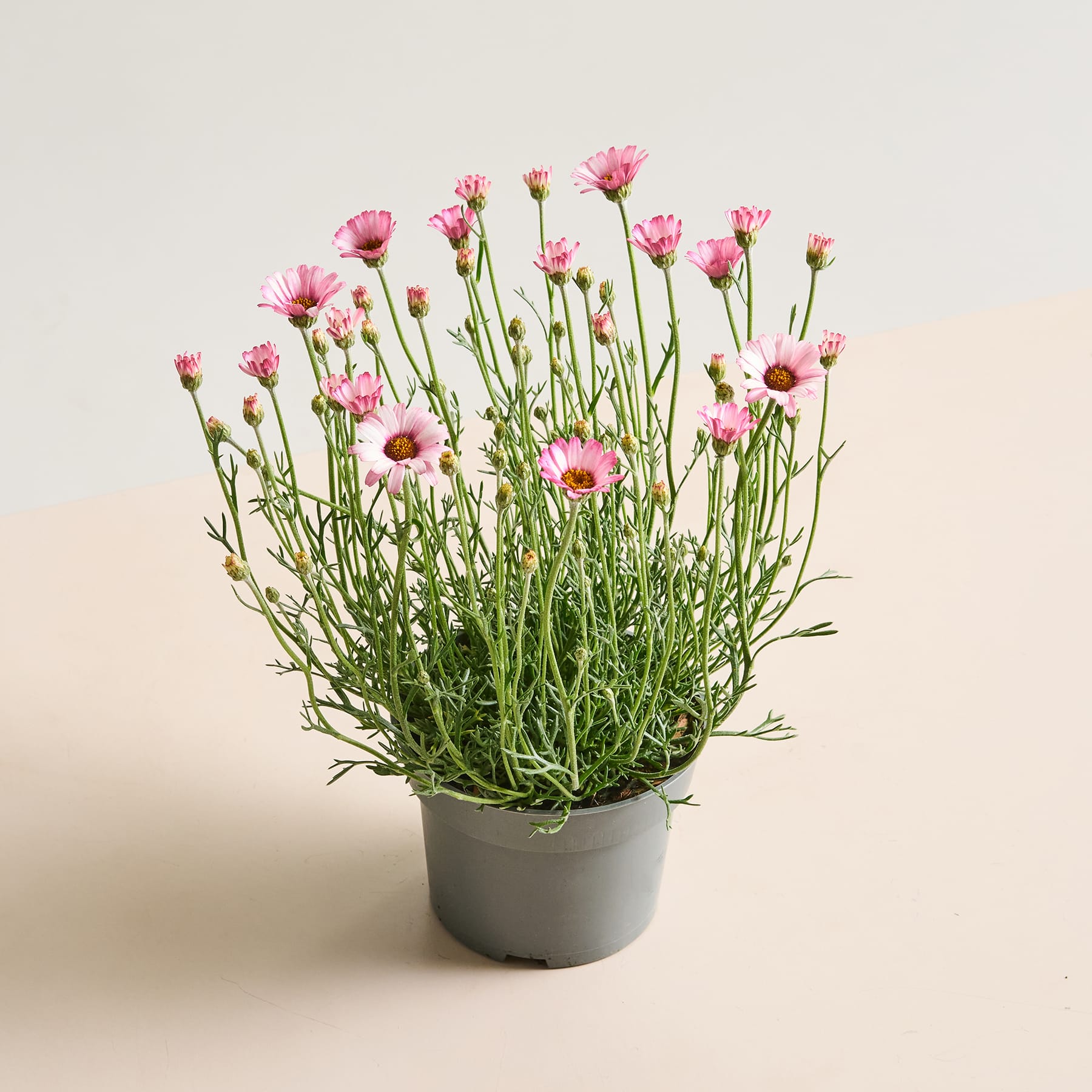 Eine Topfpflanze mit leuchtend rosa, gänseblümchenartigen Blüten steht vor einem schlichten, hellen Hintergrund.