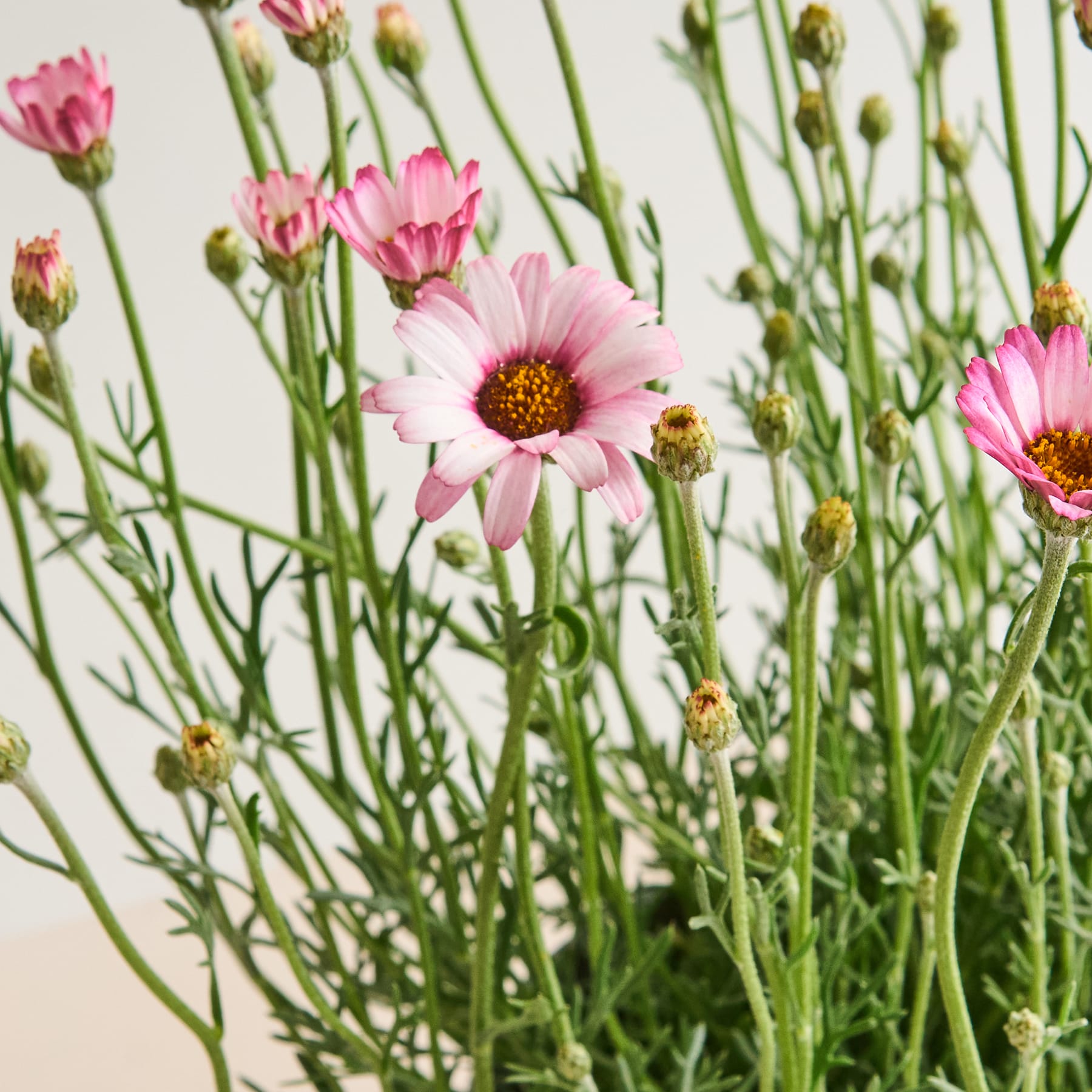 Das Bild zeigt eine leuchtende Pracht rosafarbener, gänseblümchenartiger Blüten mit gelber Mitte, umgeben von grünem Laub vor einem hellen Hintergrund.