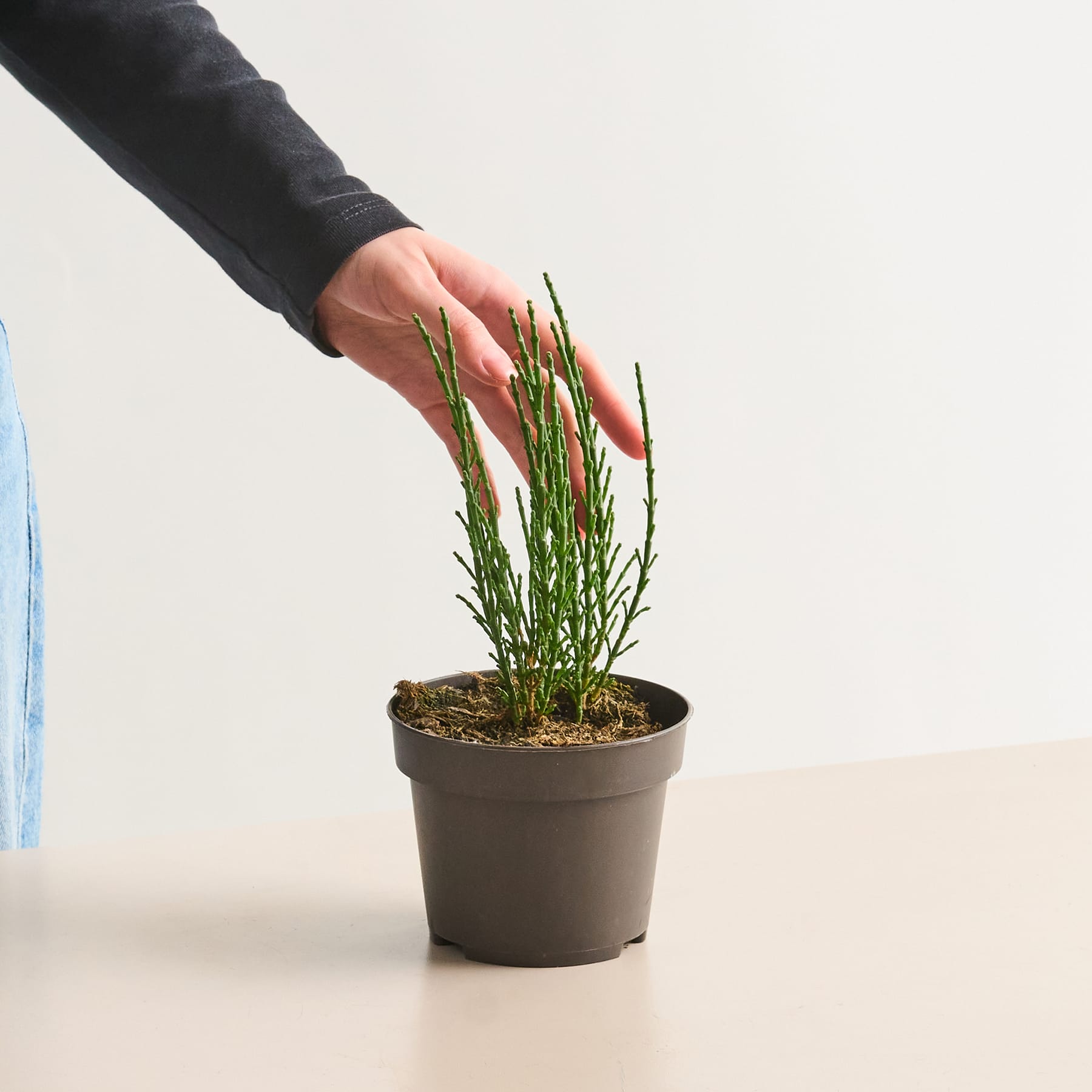 Die Hand einer Person berührt sanft die grünen Triebe einer Pflanze, die in einem kleinen schwarzen Topf vor einem schlichten weißen Hintergrund wächst.