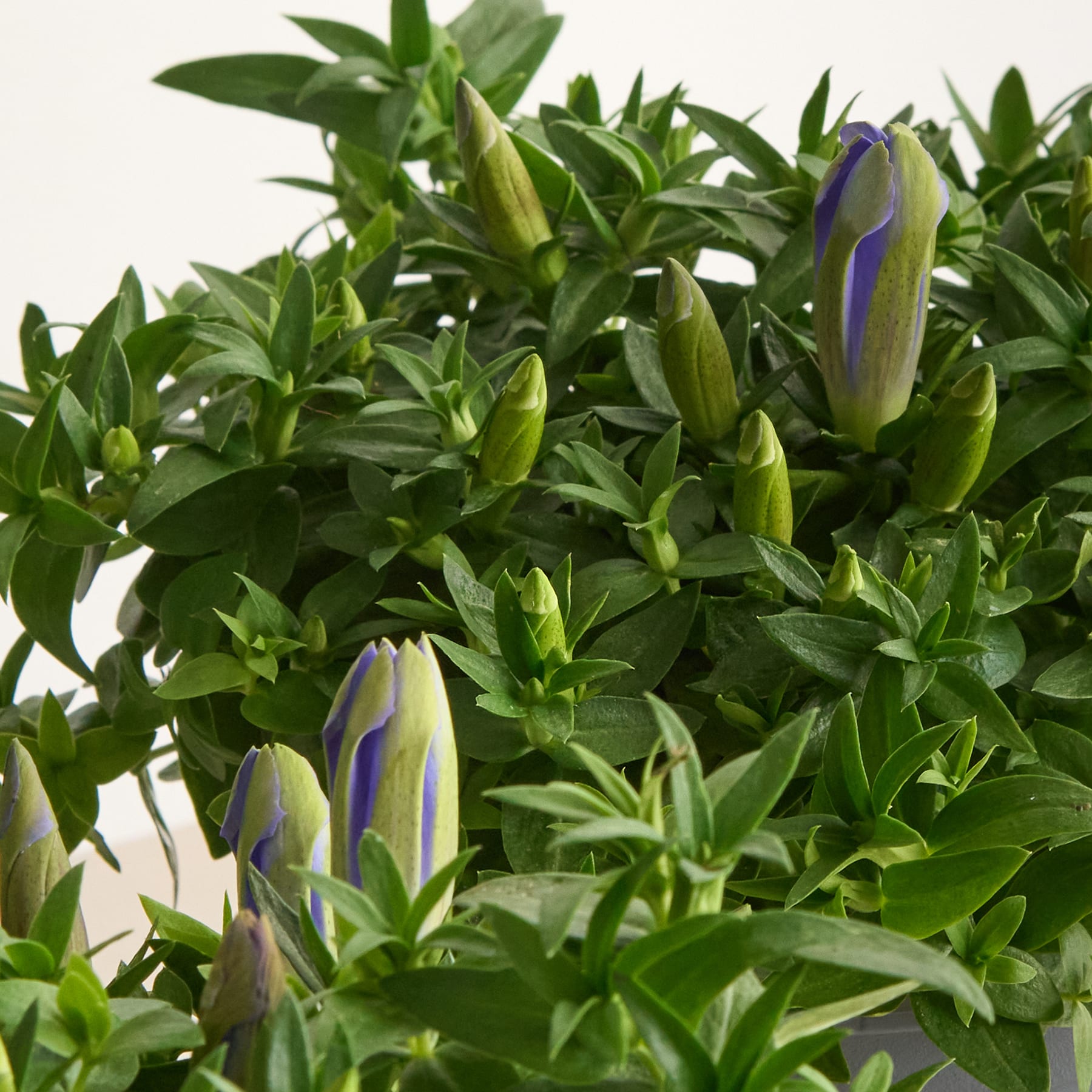 Das Bild zeigt eine üppige, grüne Pflanze mit leuchtenden Blättern und mehreren violetten Knospen, die aus dem Laub sprießen, vor einem schlichten, hellen Hintergrund.