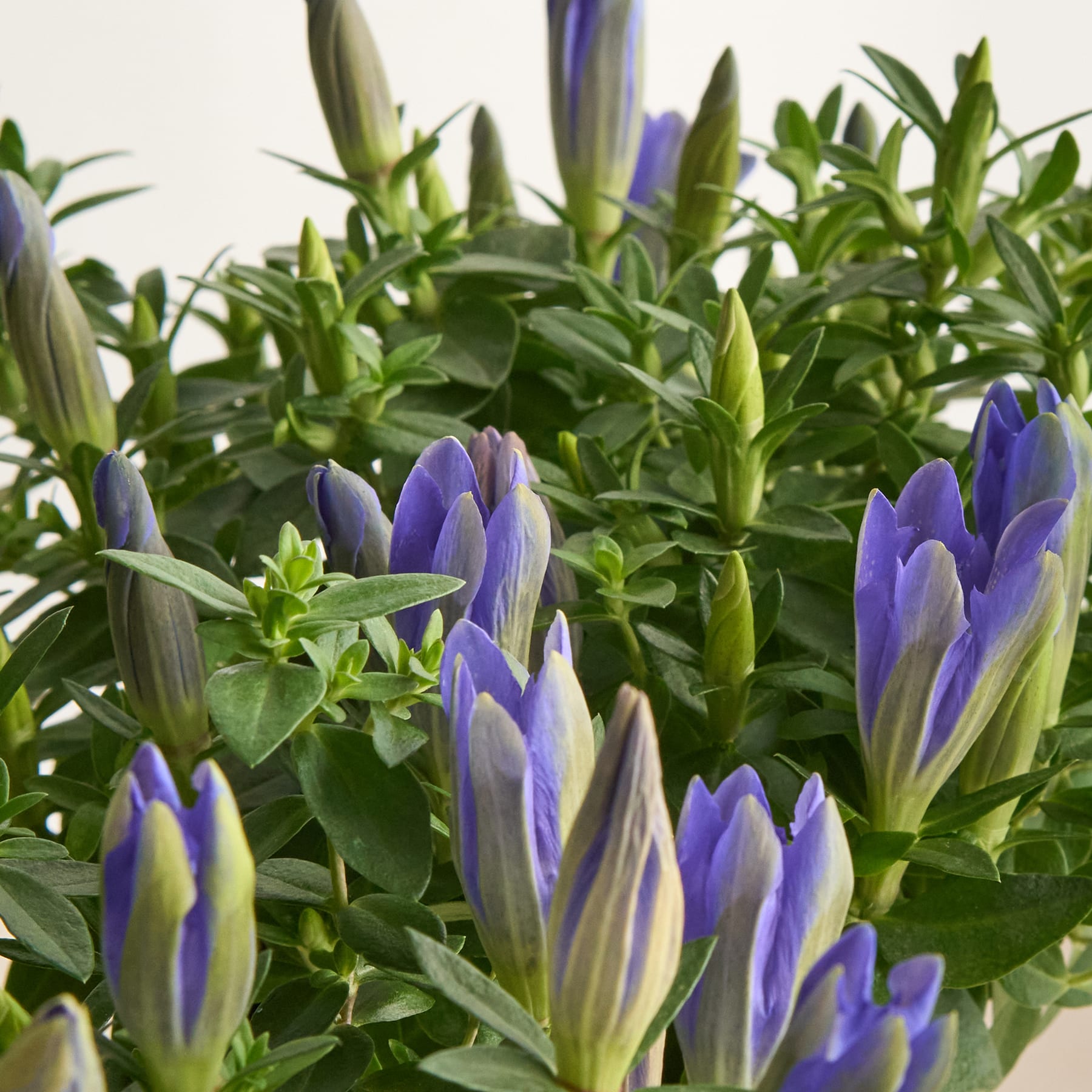 Das Bild zeigt eine Nahaufnahme einer Gruppe leuchtend violetter und grüner Krokusblüten, umgeben von üppigem Laub vor einem schlichten Hintergrund.