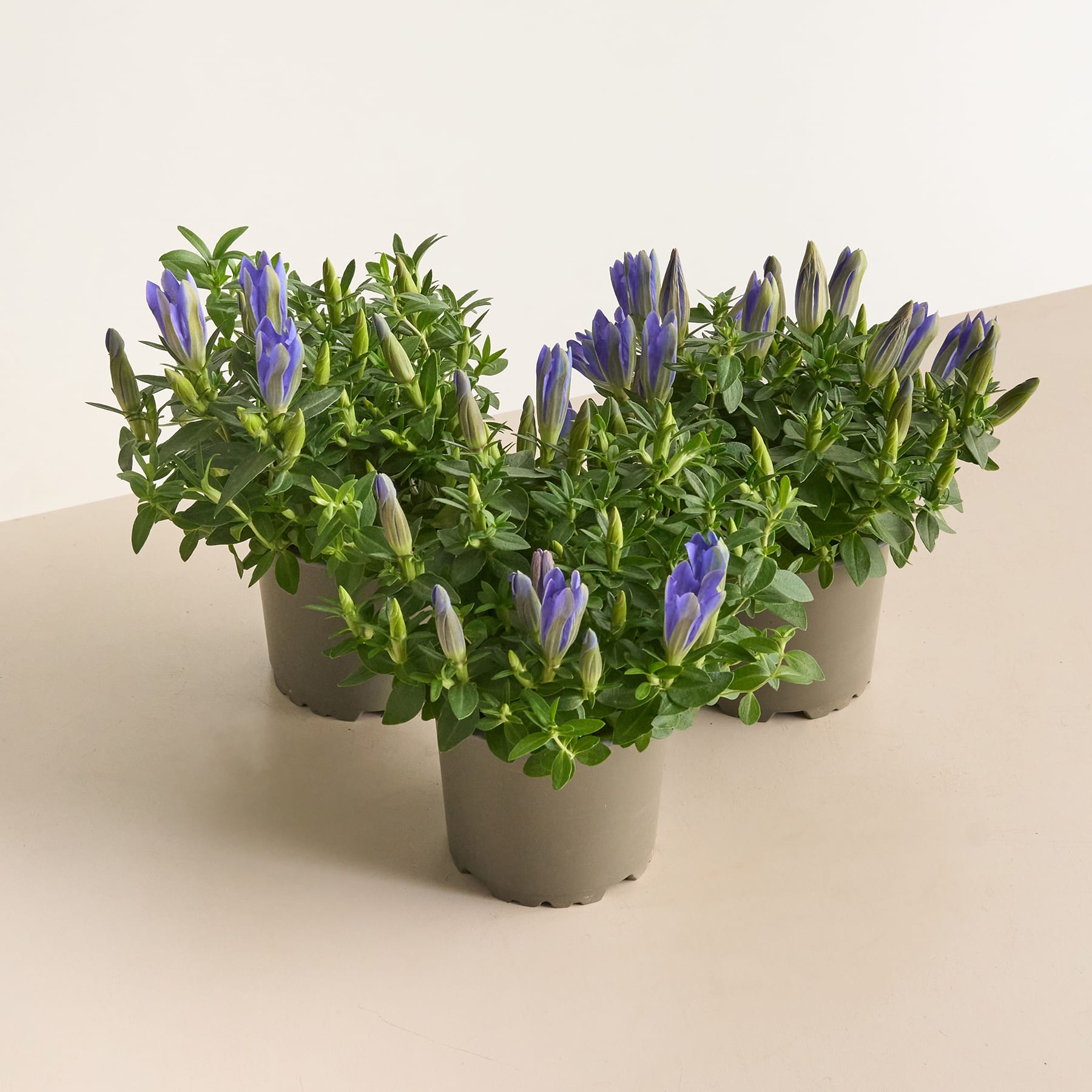 Das Bild zeigt drei Topfpflanzen mit leuchtend violetten Blüten und üppigem grünem Laub, die auf einer hellen Oberfläche platziert sind.