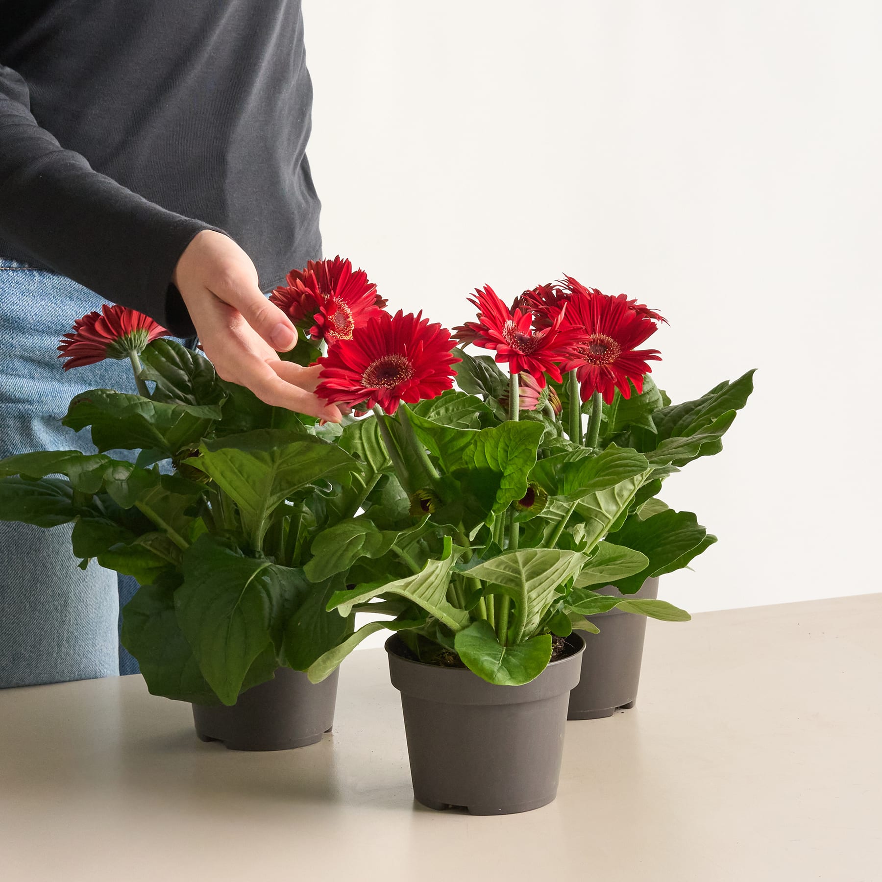 Das Bild zeigt die Hände einer Person, die vor einem schlichten Hintergrund einen Strauß leuchtend roter Gerbera-Gänseblümchen in kleinen Topfpflanzen auf einem Tisch arrangiert.