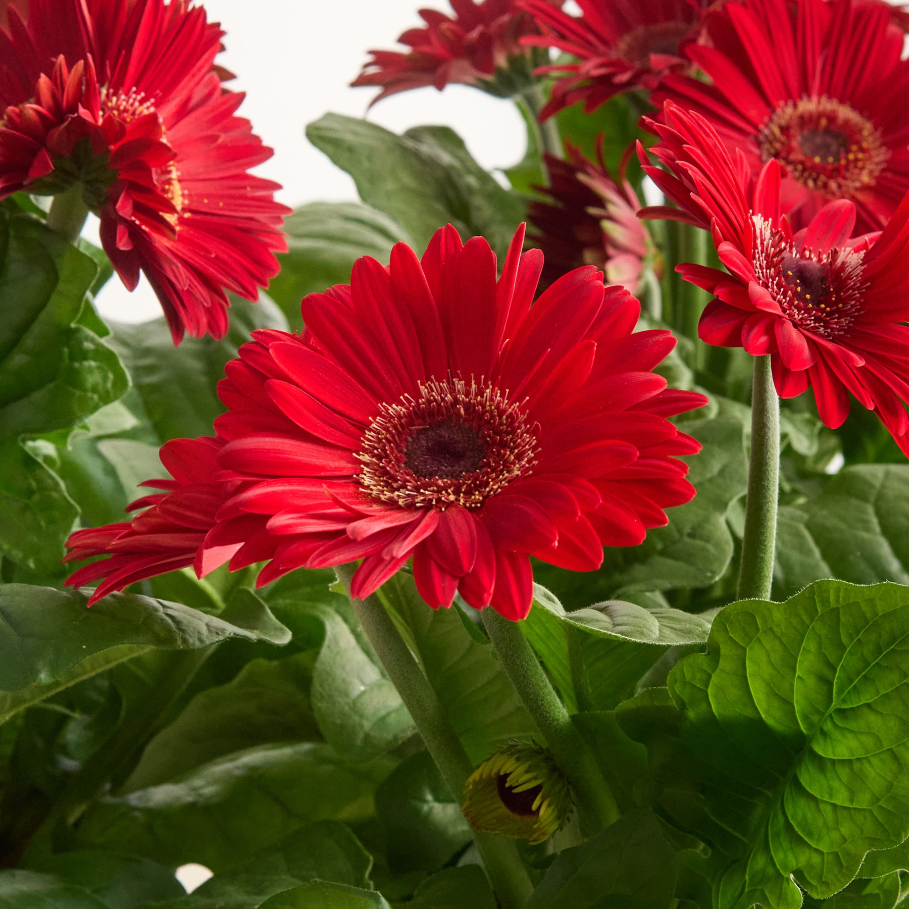 Leuchtend rote Gerbera-Gänseblümchen mit üppigem grünem Laub füllen den Rahmen und schaffen eine eindrucksvolle und fesselnde Blumenpracht.