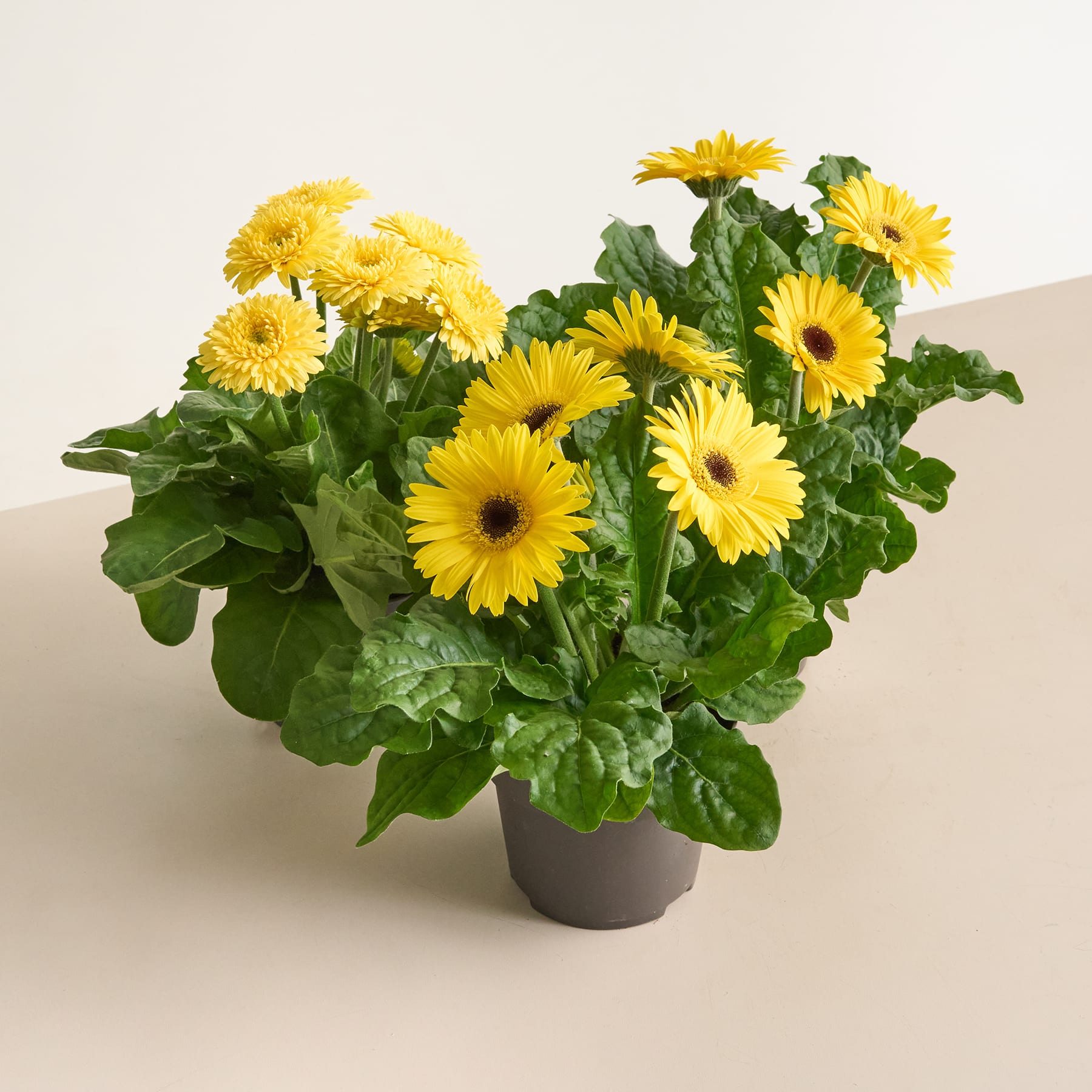 Ein leuchtender Strauß gelber Gerbera-Gänseblümchen in einer Topfpflanze vor einem schlichten, hellen Hintergrund.