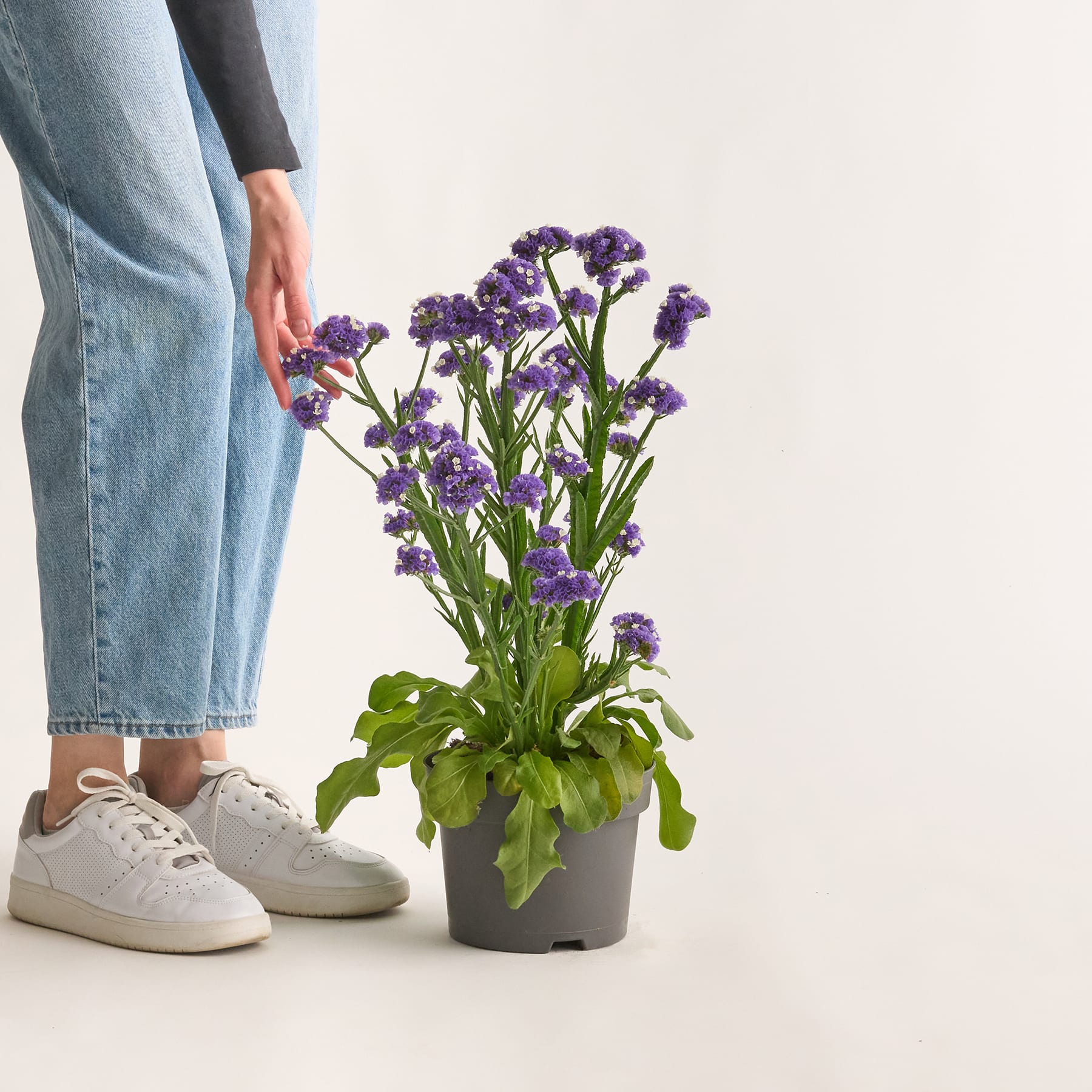 Im Vordergrund steht eine Topfpflanze mit leuchtend violetten Blüten, während im Hintergrund die Beine und Füße einer Person in Freizeitkleidung zu sehen sind.