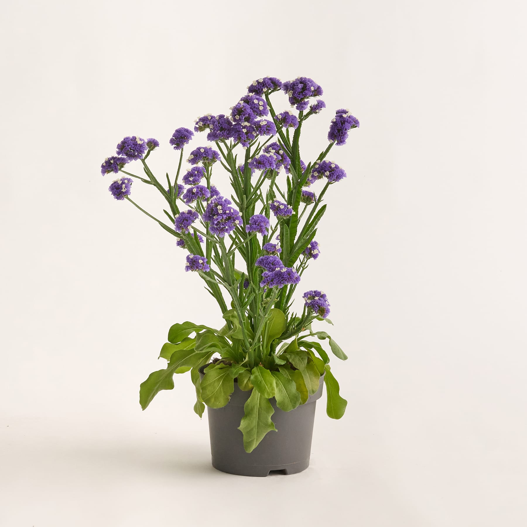 Ein leuchtender Strauß lila Blumen in einer Topfpflanze vor einem schlichten weißen Hintergrund.