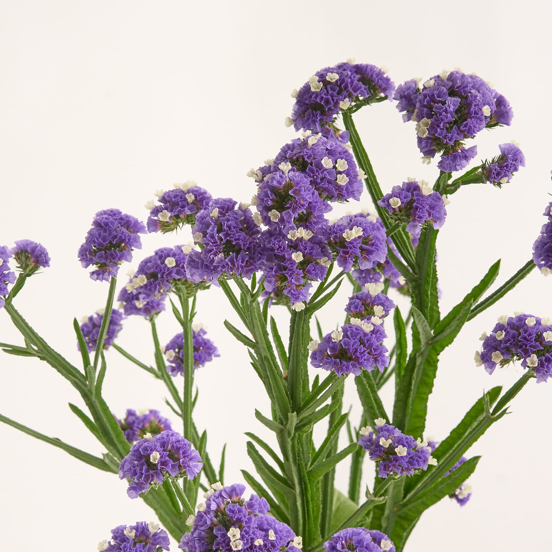 Leuchtend violette Blüten mit grünen Stielen und Blättern vor einem schlichten weißen Hintergrund.