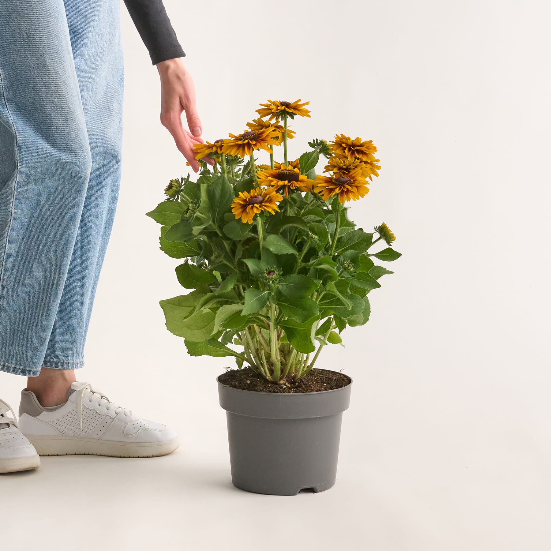 Auf dem Boden steht eine Topfpflanze mit leuchtend gelben, gänseblümchenartigen Blüten. Im Hintergrund sind die Beine und Füße einer Person zu sehen.