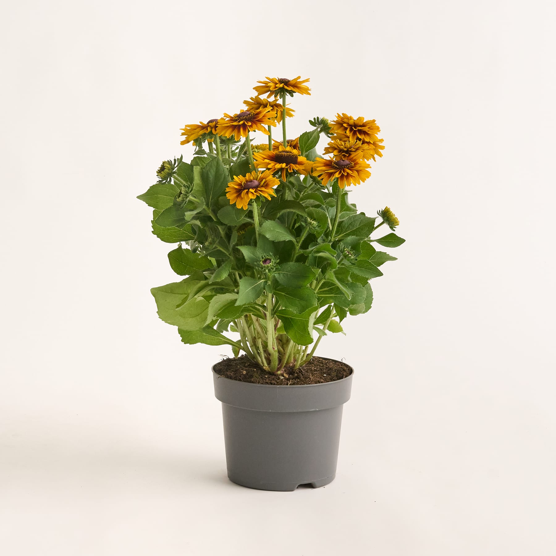 Eine Topfpflanze mit leuchtend gelben, gänseblümchenartigen Blüten und üppigem grünen Laub steht vor einem schlichten weißen Hintergrund.