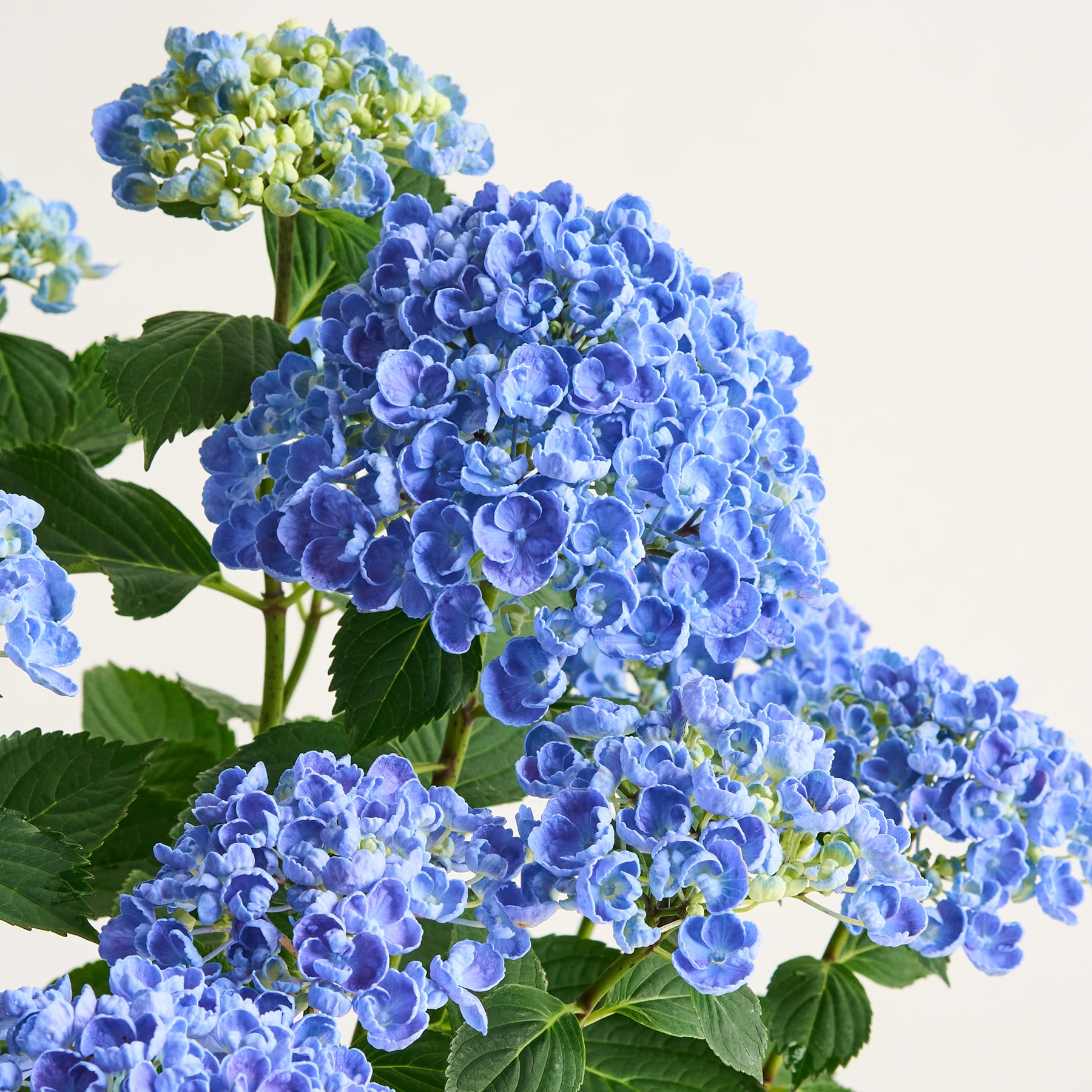 Eine Topfpflanze mit üppigen grünen Blättern und kleinen weißen Blüten steht vor einem schlichten weißen Hintergrund.