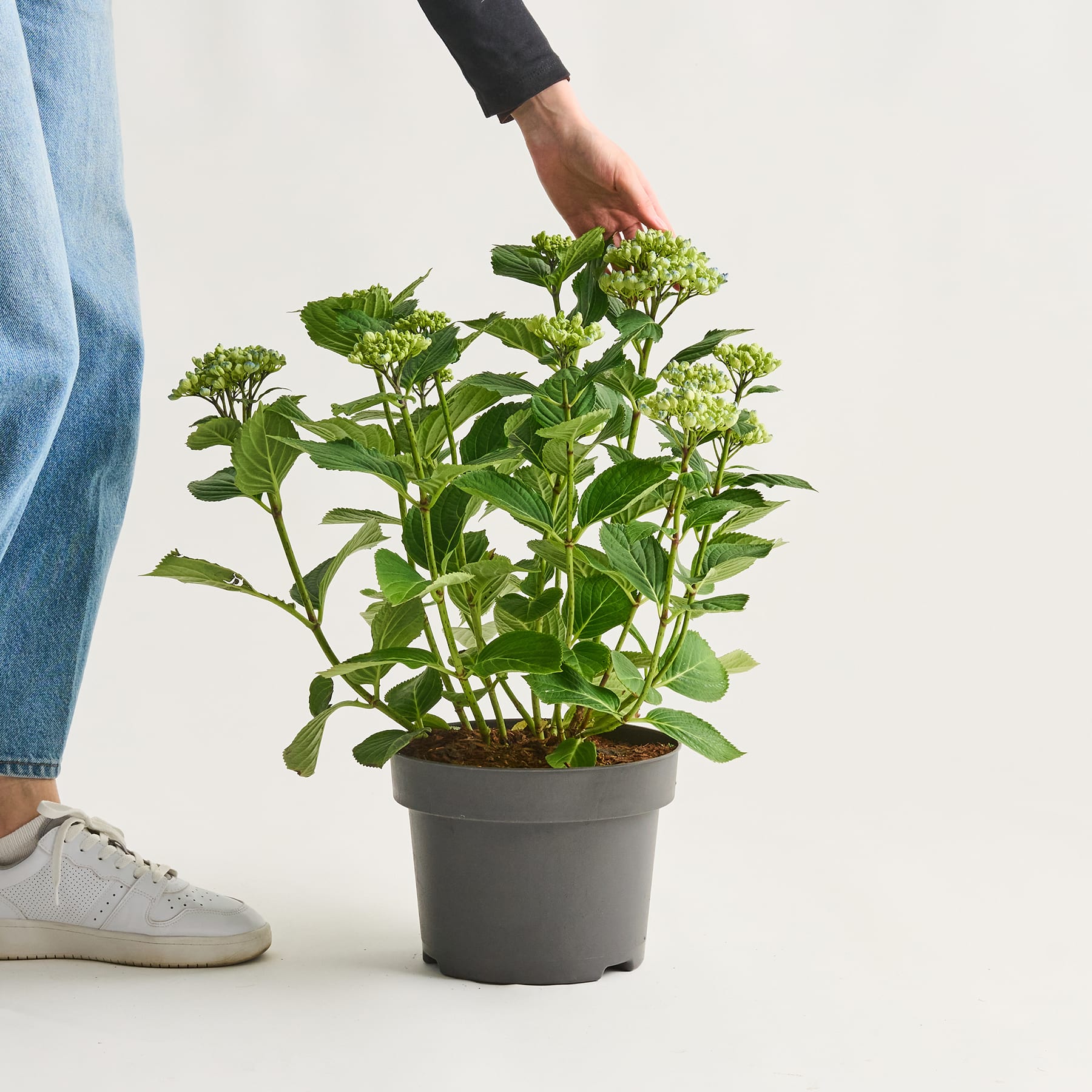 Die Hand einer Person hält sanft eine Topfpflanze mit grünen Blättern und kleinen weißen Blüten vor einem schlichten weißen Hintergrund.