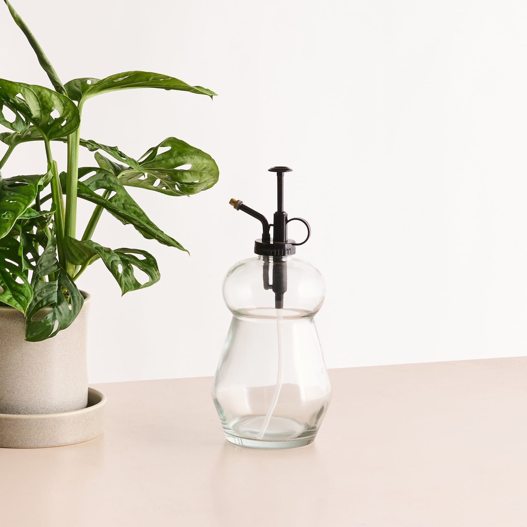 Eine Monstera-Pflanze im Topf mit großen, üppigen grünen Blättern steht auf einem Tisch neben einer Sprühflasche aus klarem Glas.